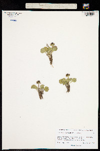 Ranunculus kamchaticus image