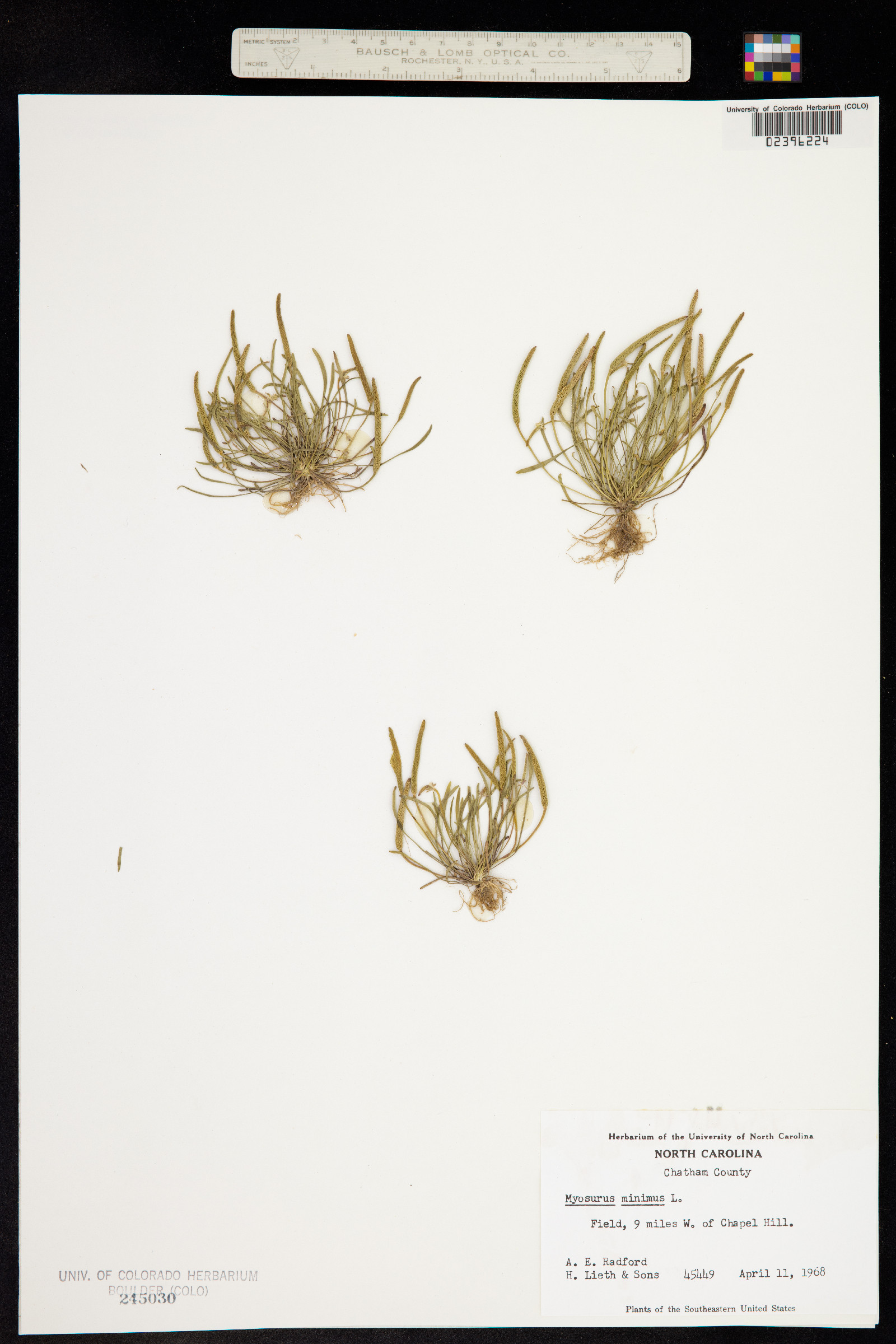 Myosurus minimus image