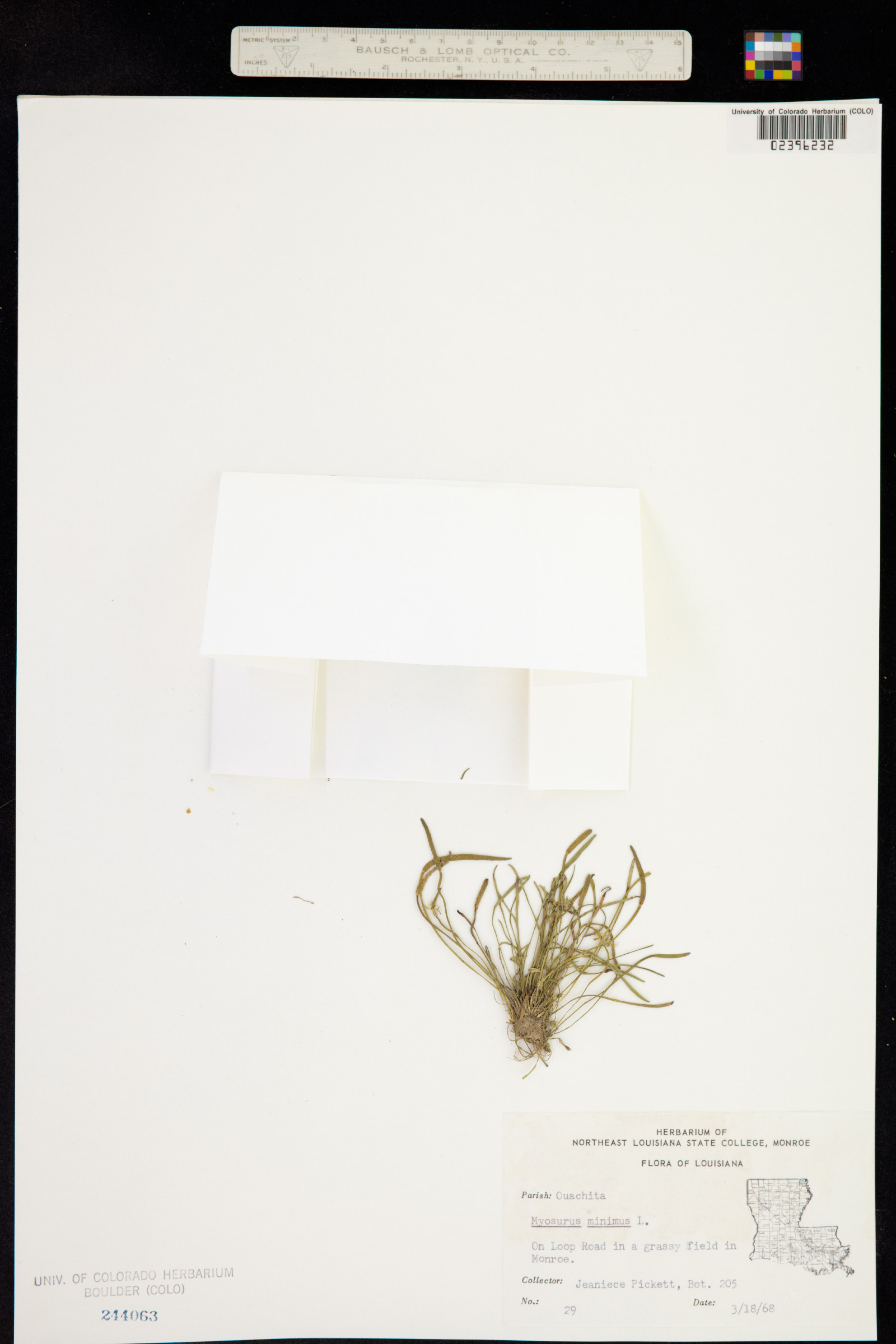 Myosurus minimus image