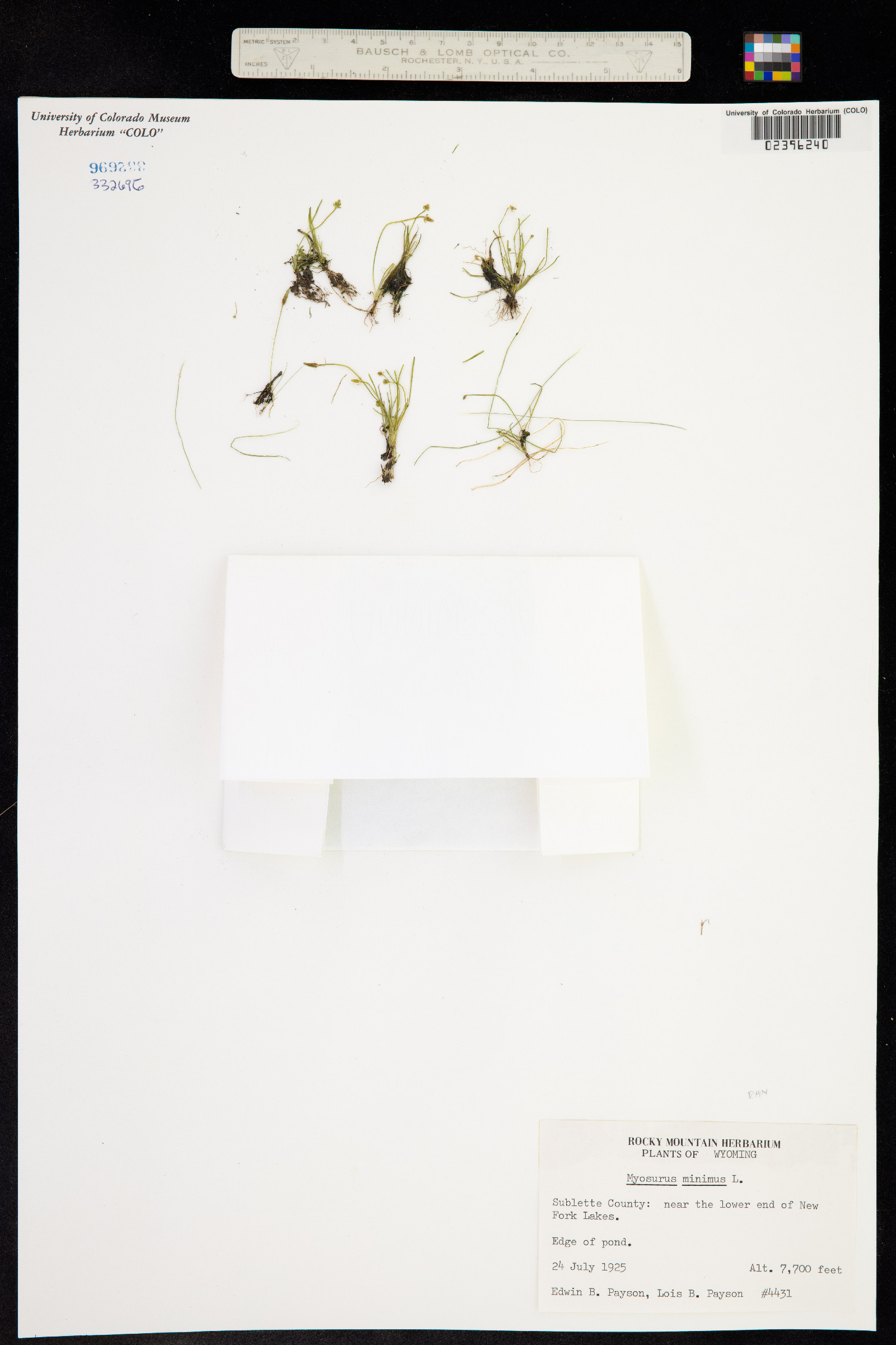 Myosurus minimus image