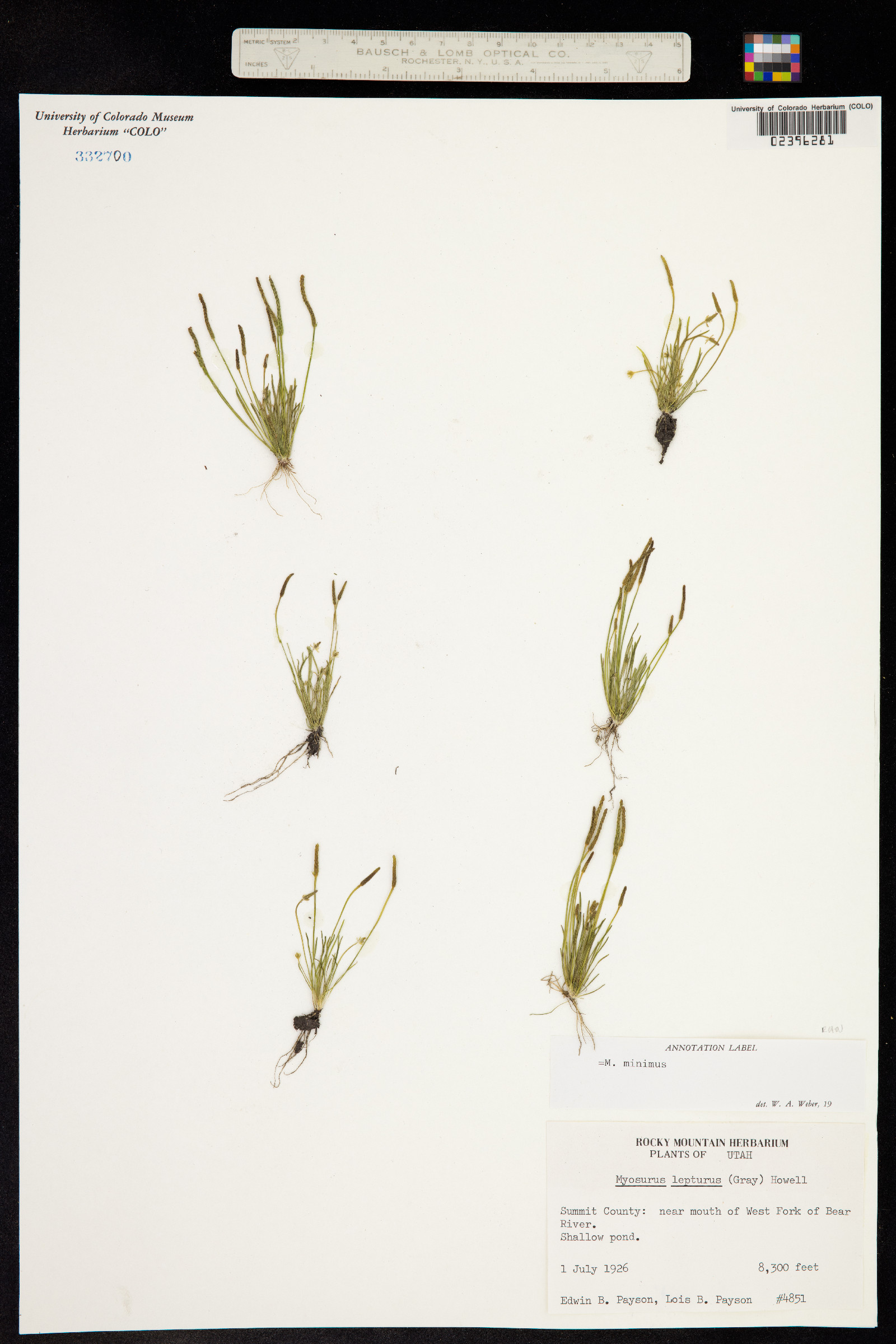 Myosurus minimus image