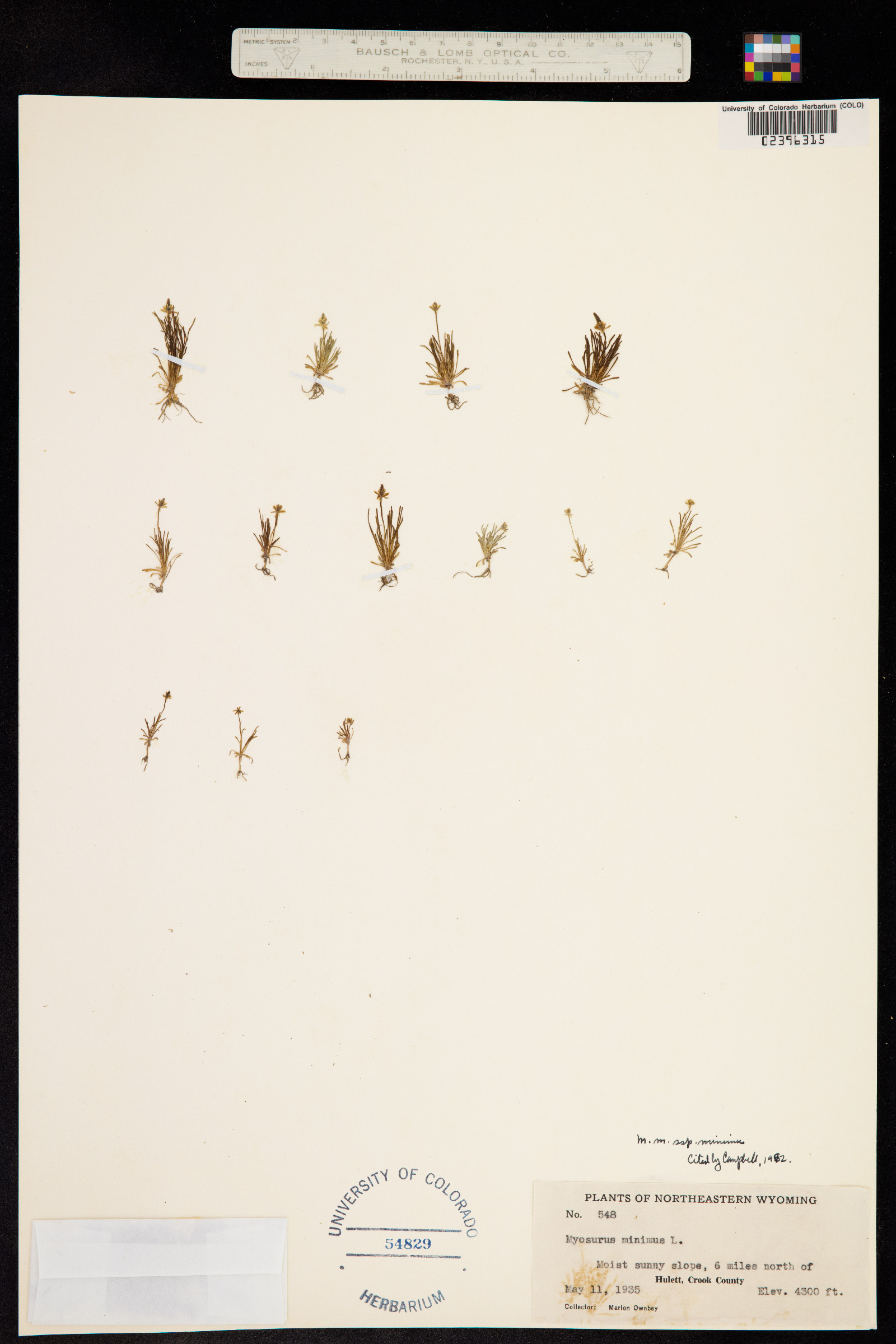 Myosurus minimus image