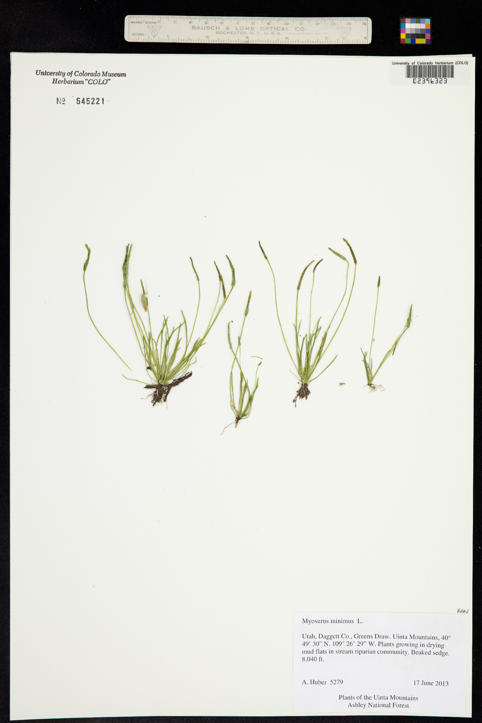 Myosurus minimus image