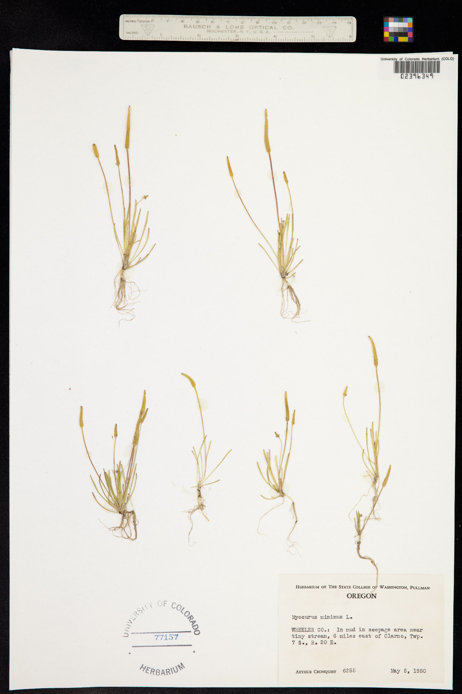 Myosurus minimus image