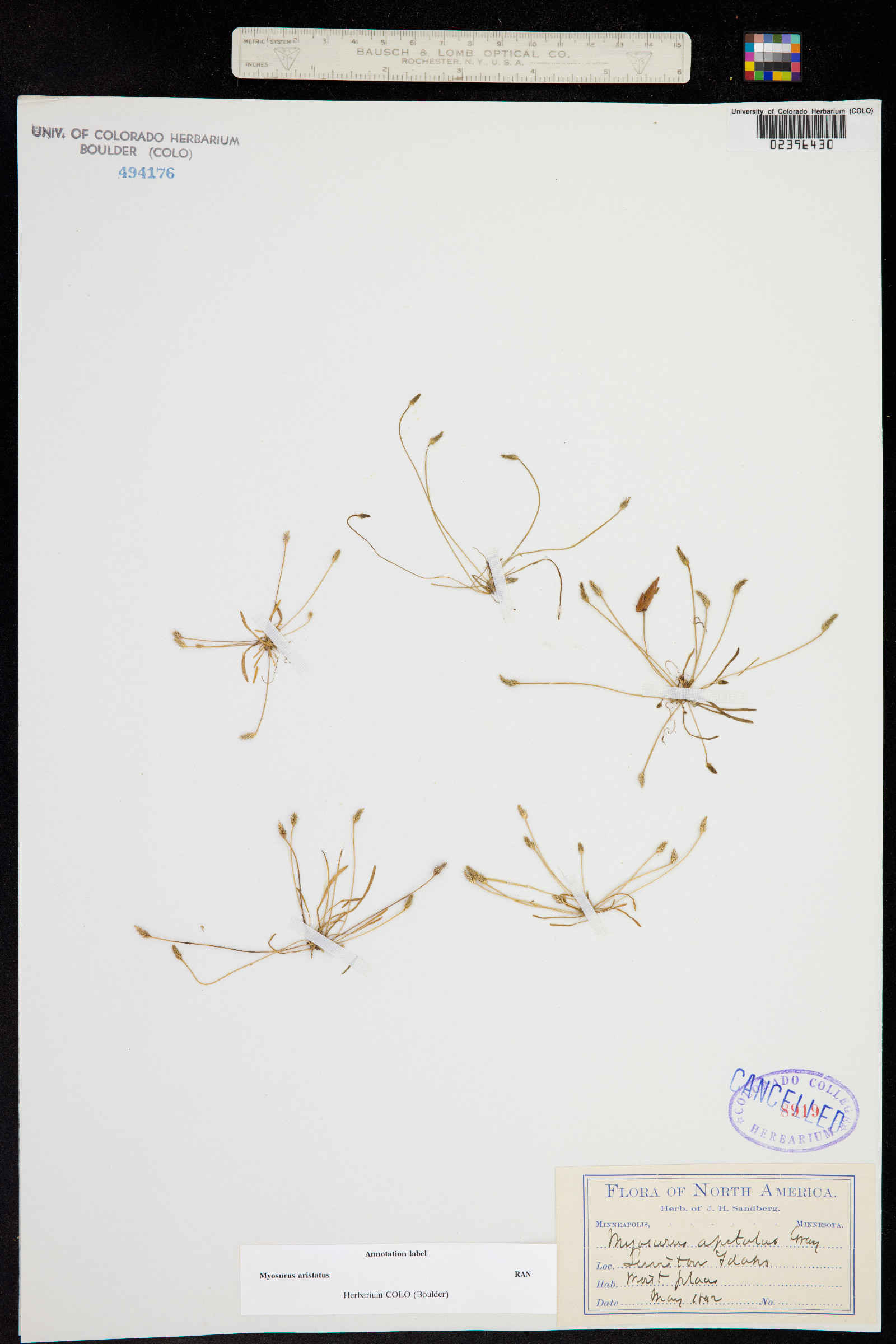 Myosurus apetalus image