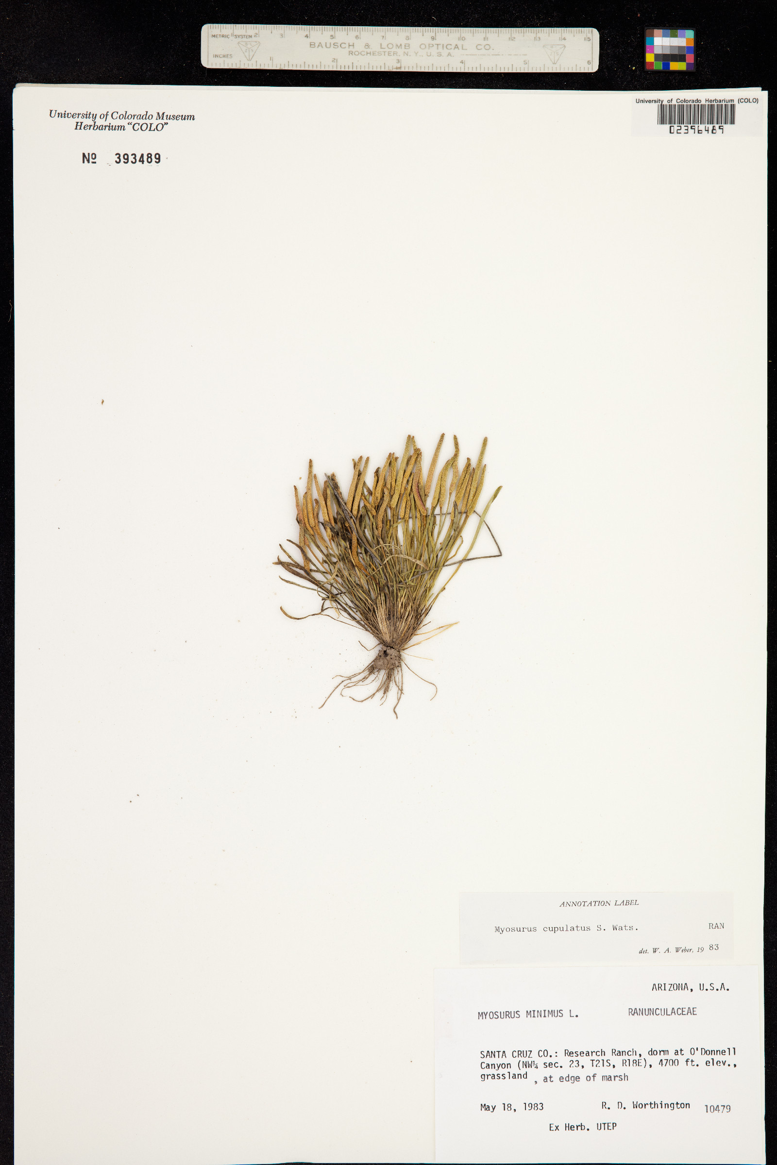 Myosurus cupulatus image