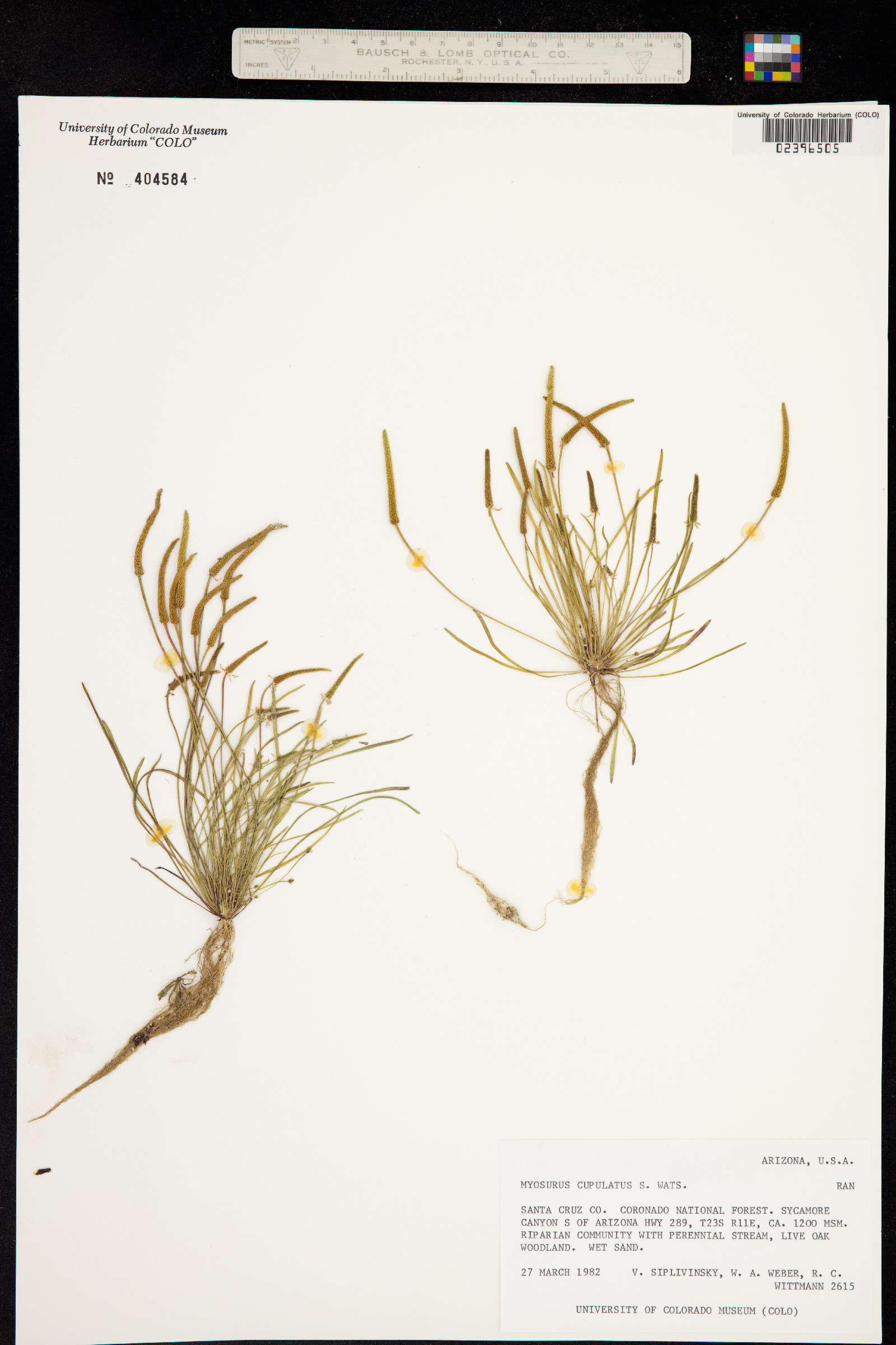Myosurus cupulatus image