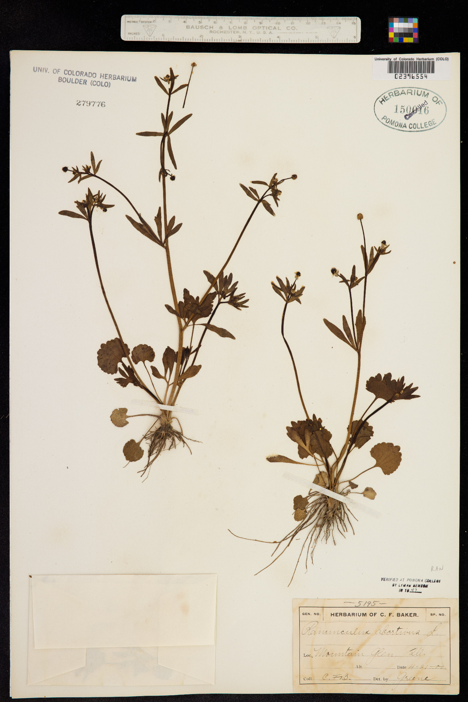 Ranunculus abortivus image