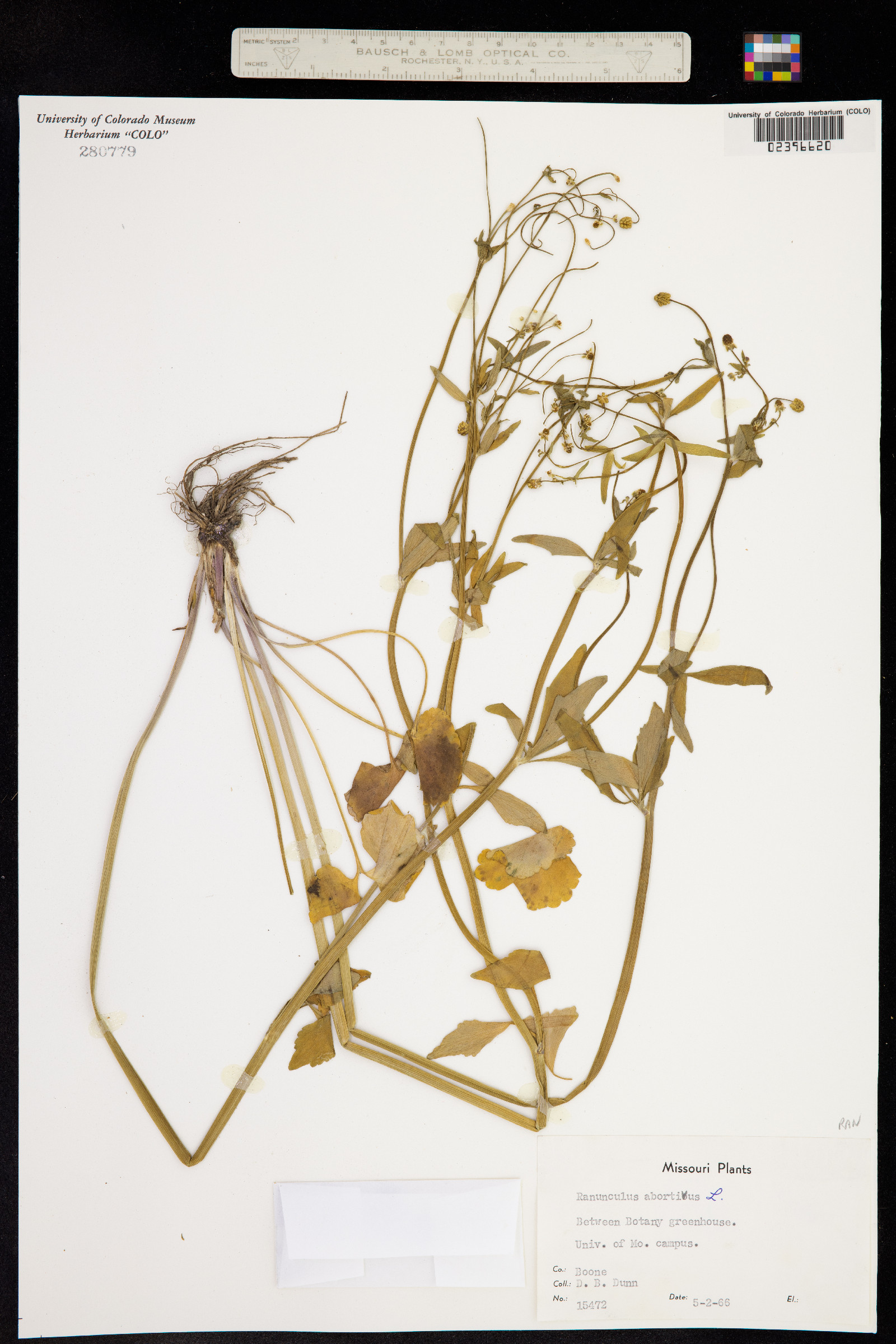 Ranunculus abortivus image