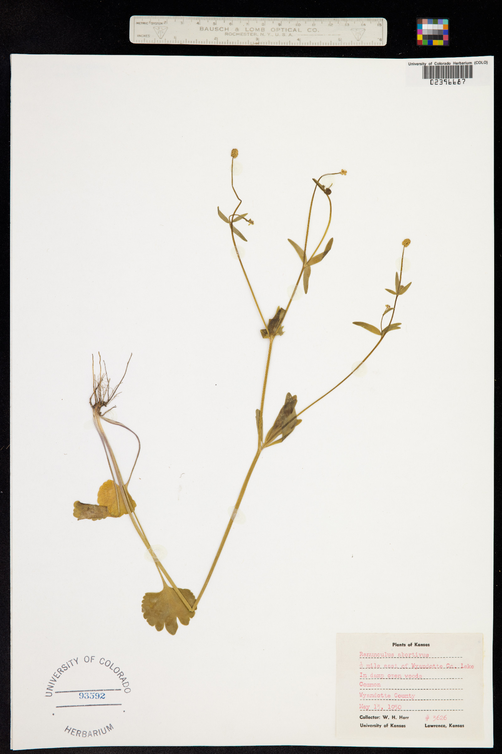 Ranunculus abortivus image