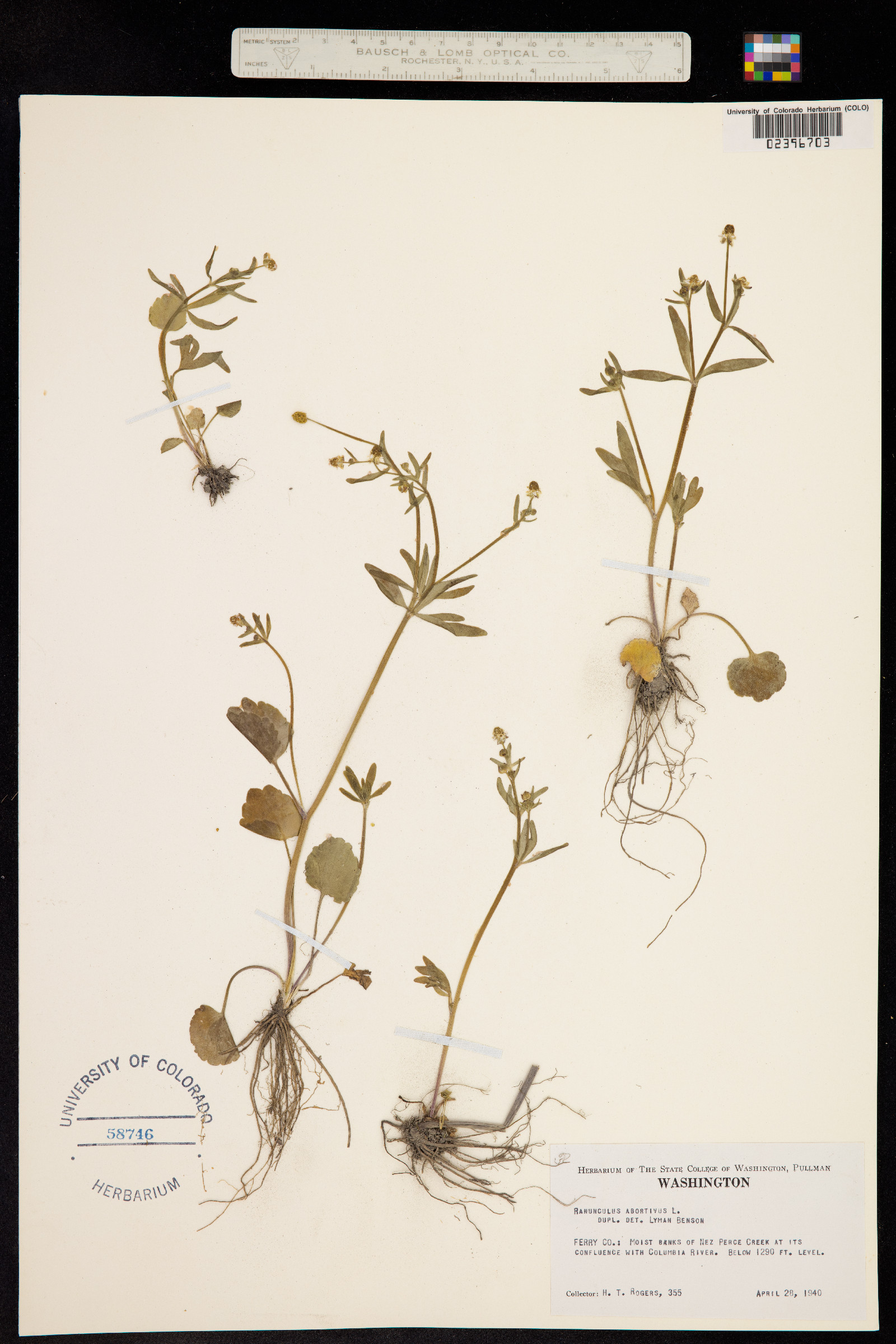 Ranunculus abortivus image