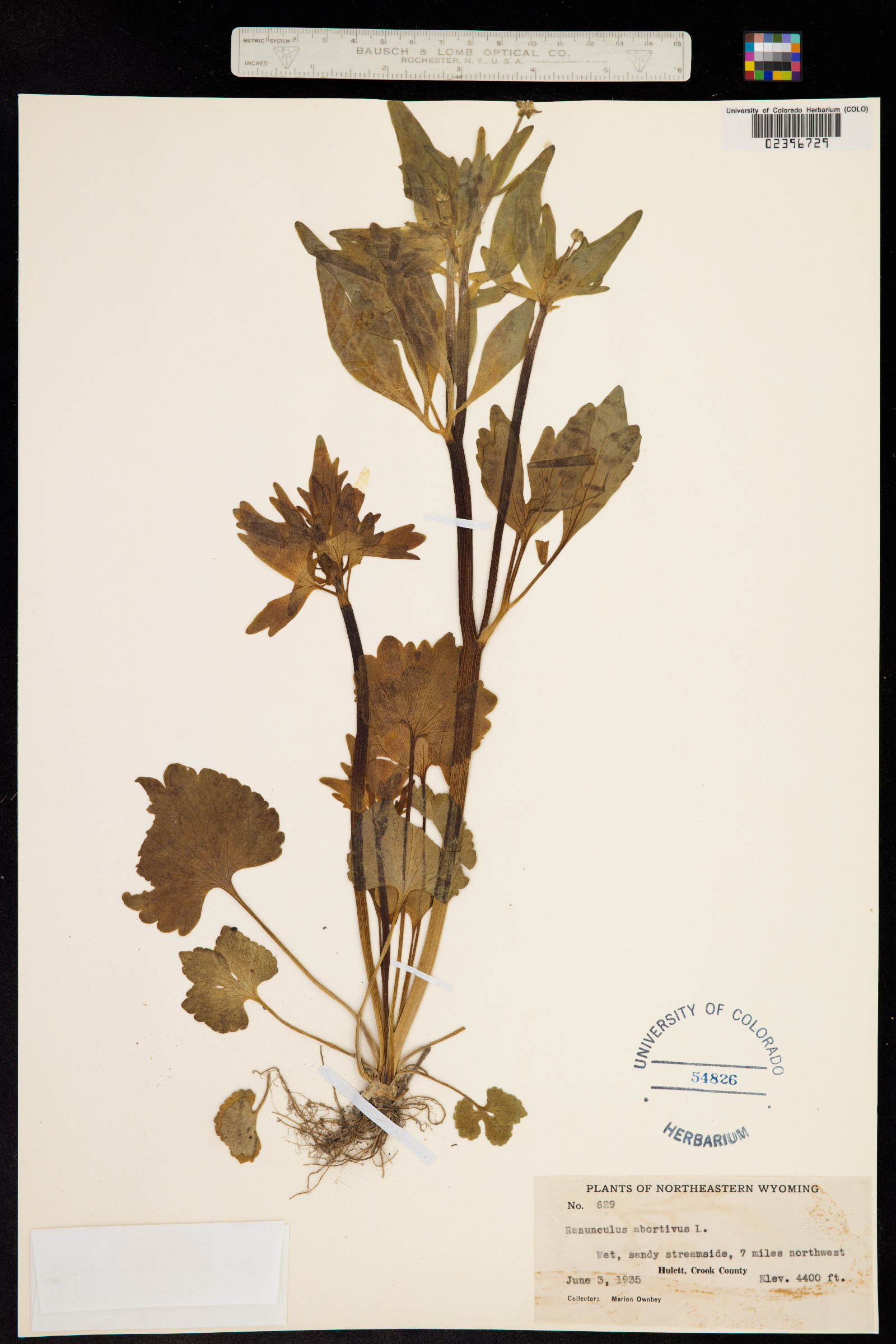 Ranunculus abortivus image