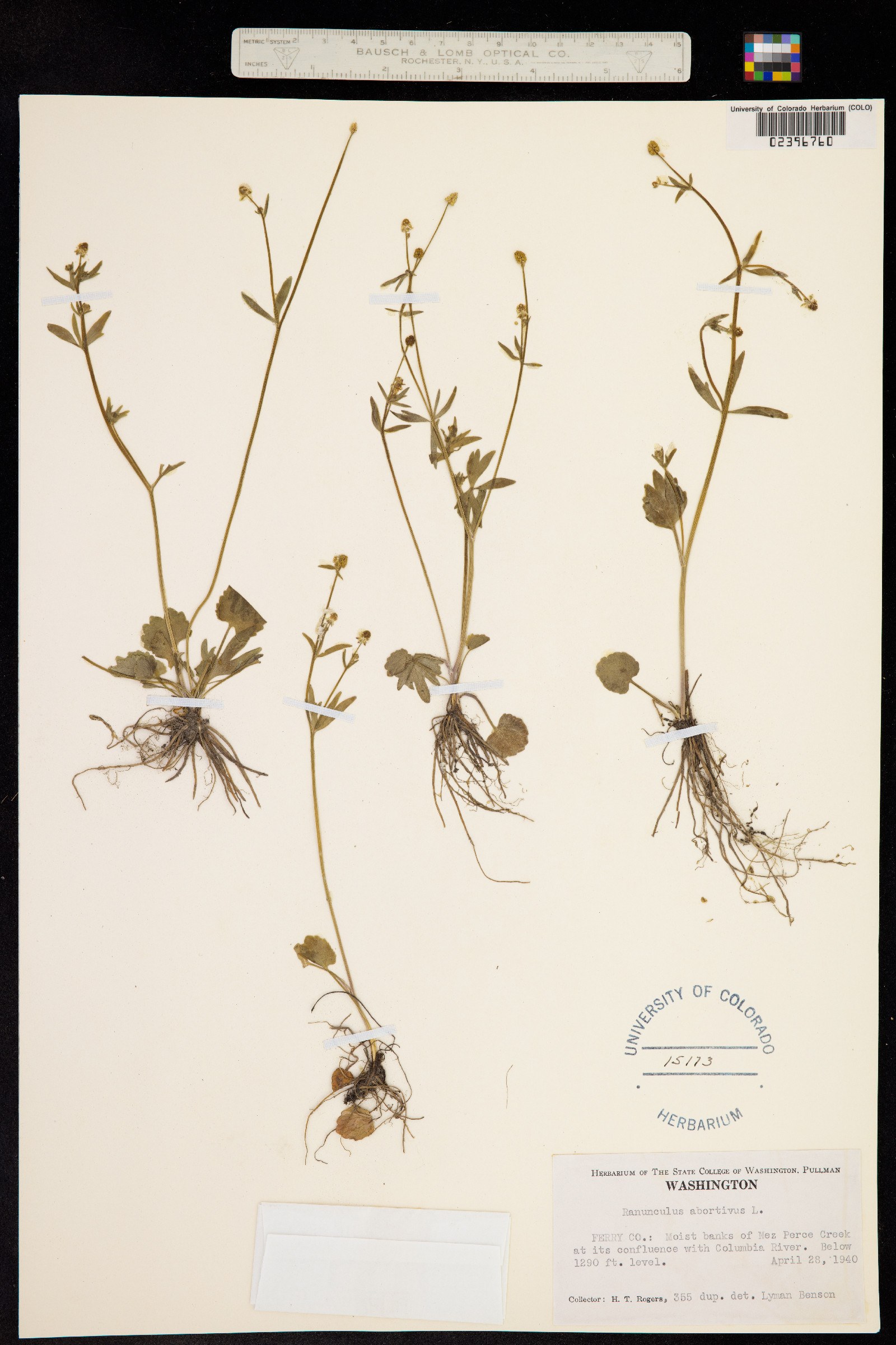 Ranunculus abortivus image