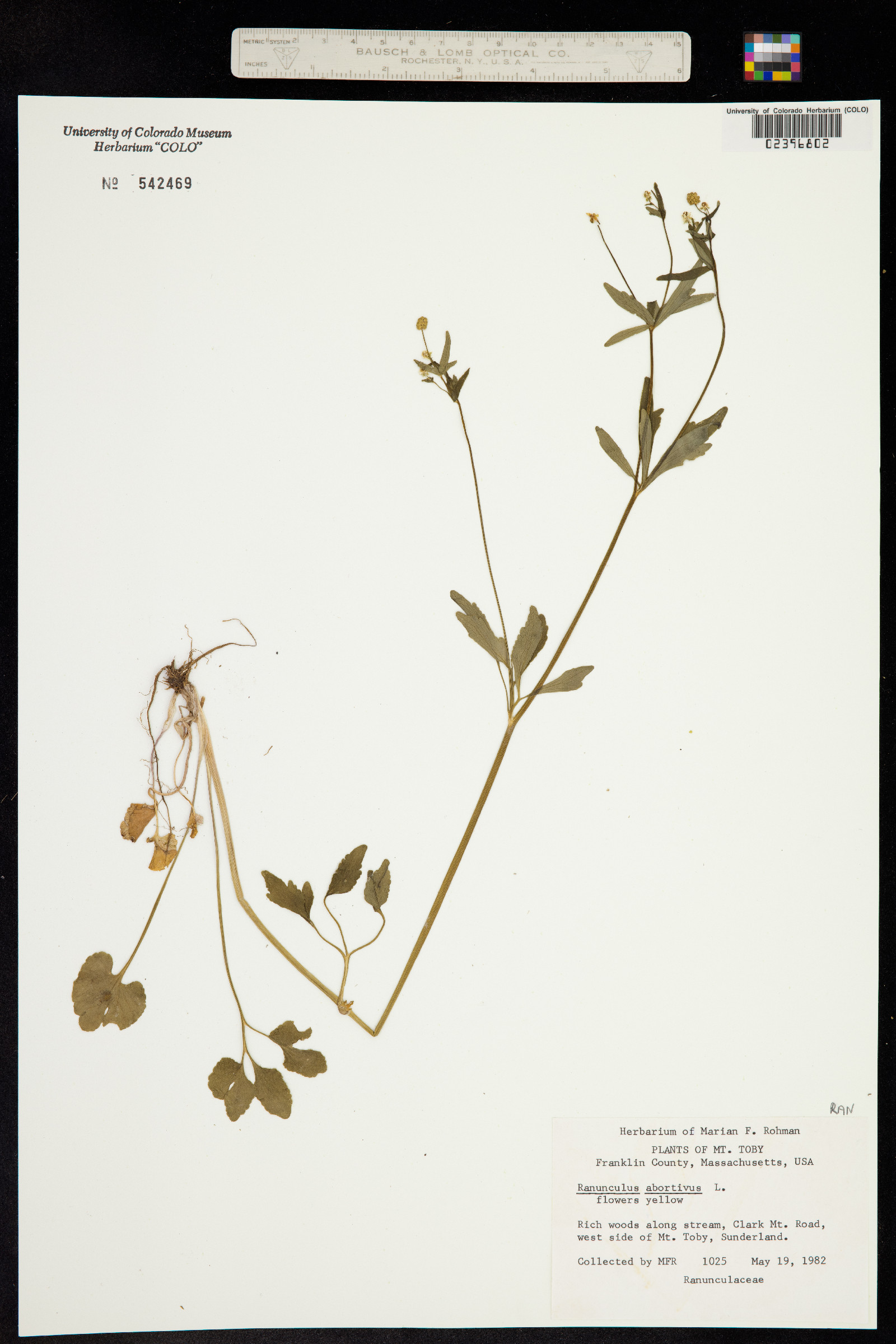 Ranunculus abortivus image