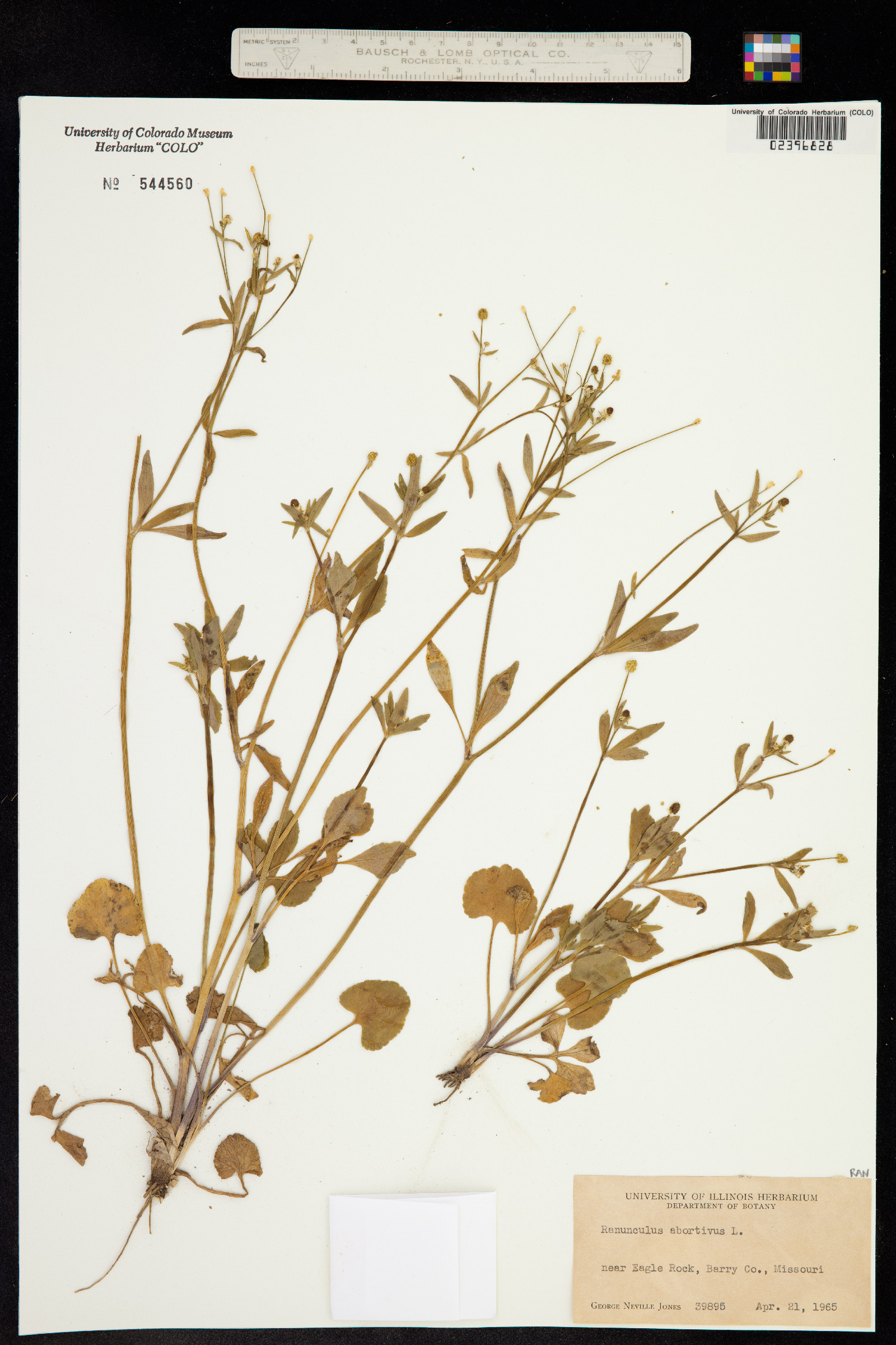 Ranunculus abortivus image