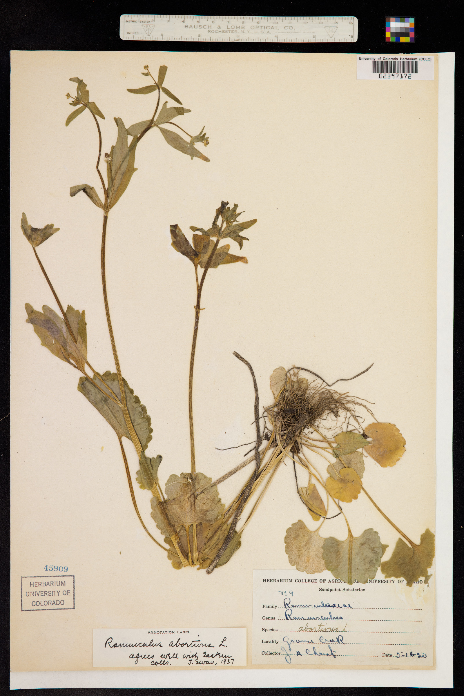 Ranunculus abortivus image