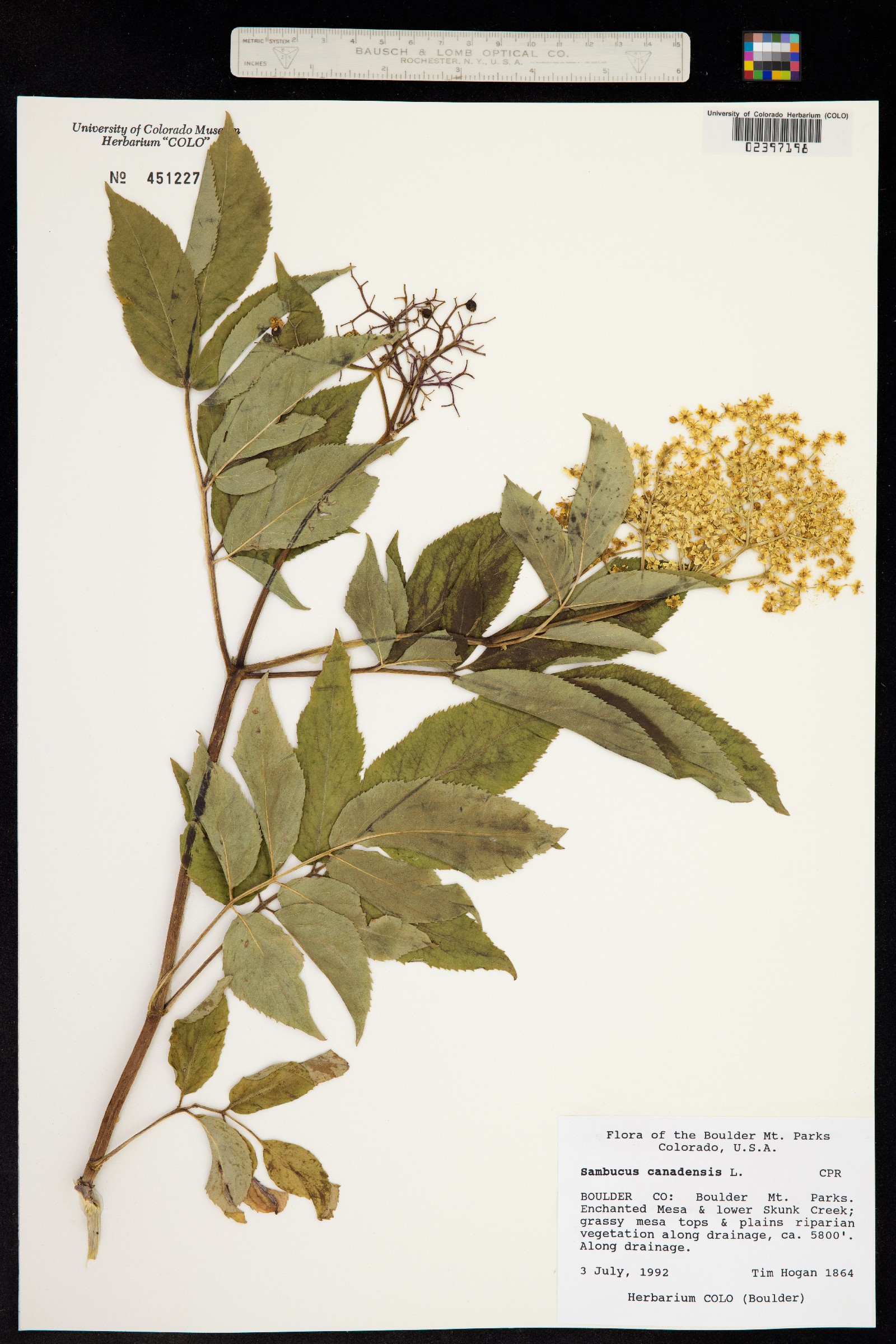 Sambucus nigra ssp. canadensis image