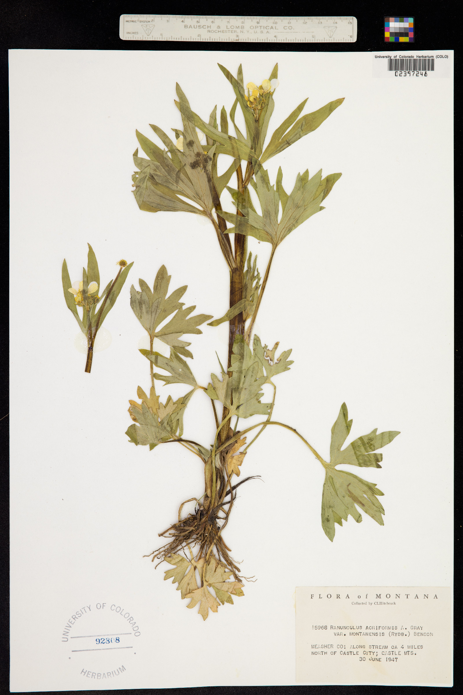 Ranunculus acriformis image