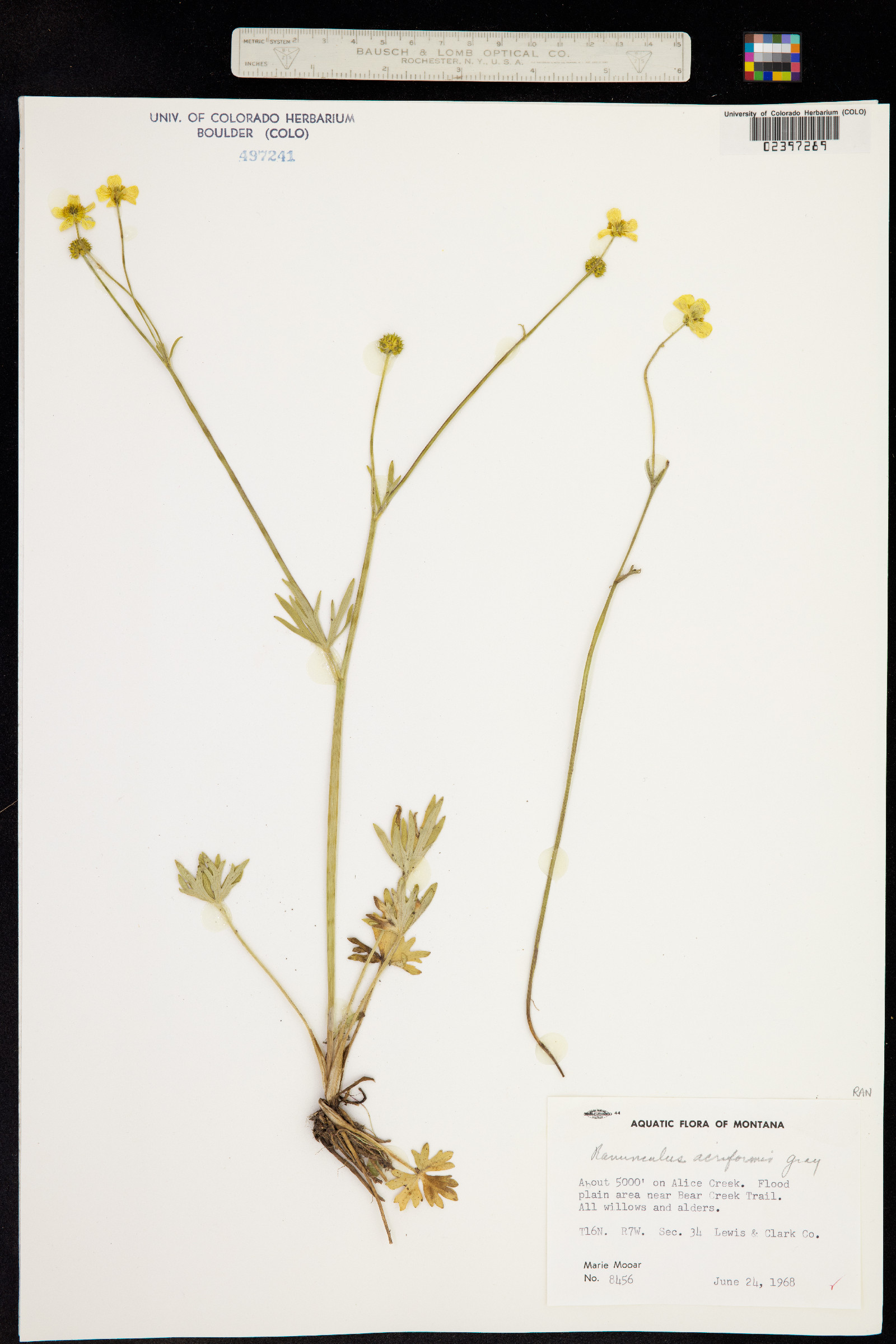 Ranunculus acriformis image