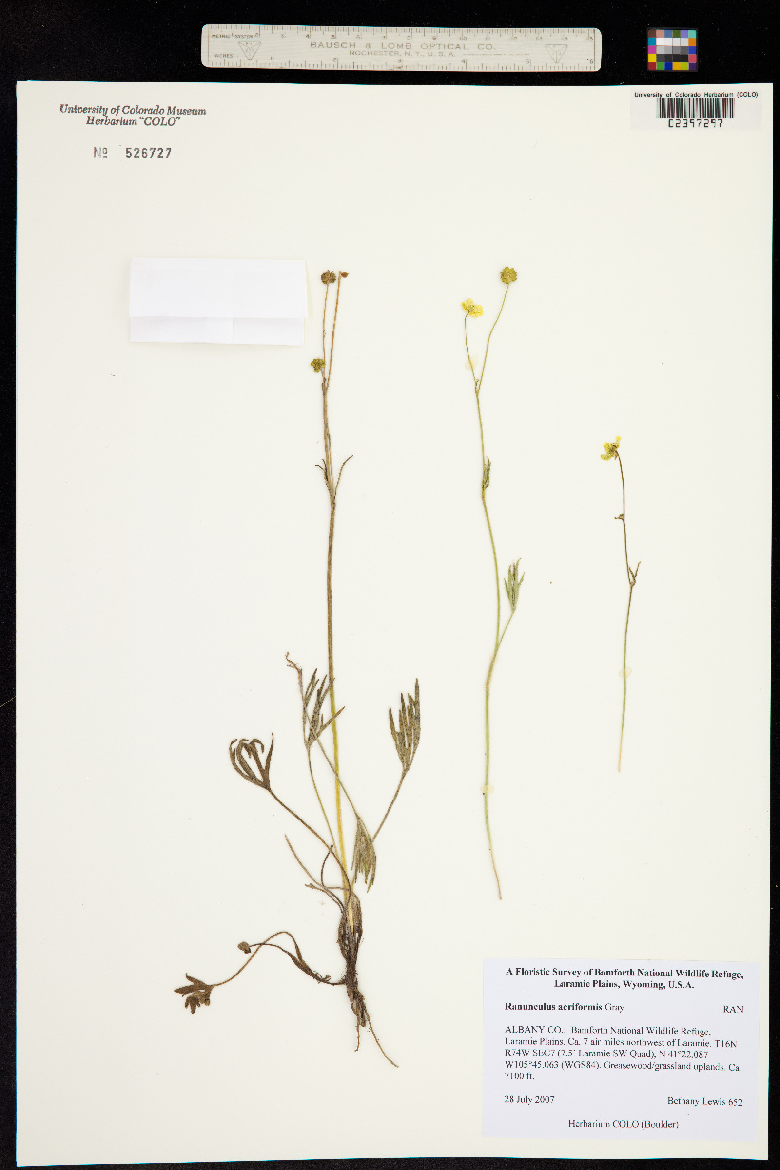 Ranunculus acriformis image
