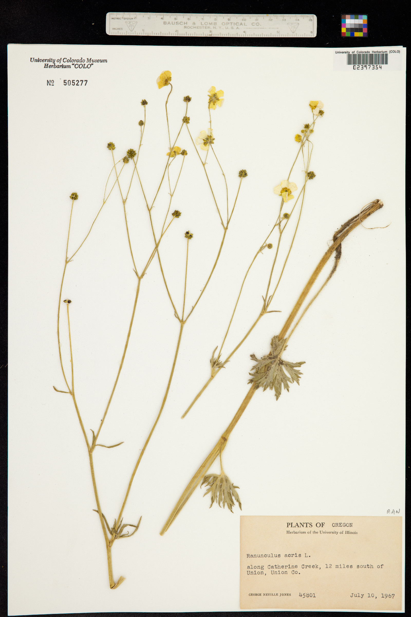 Ranunculus acris image