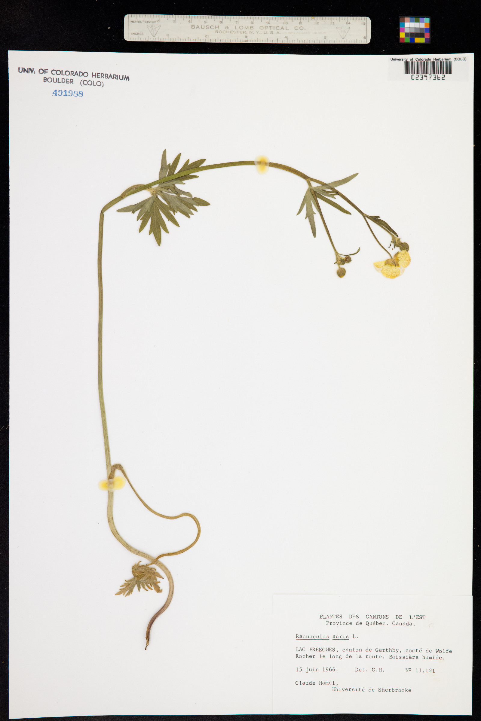 Ranunculus acris image