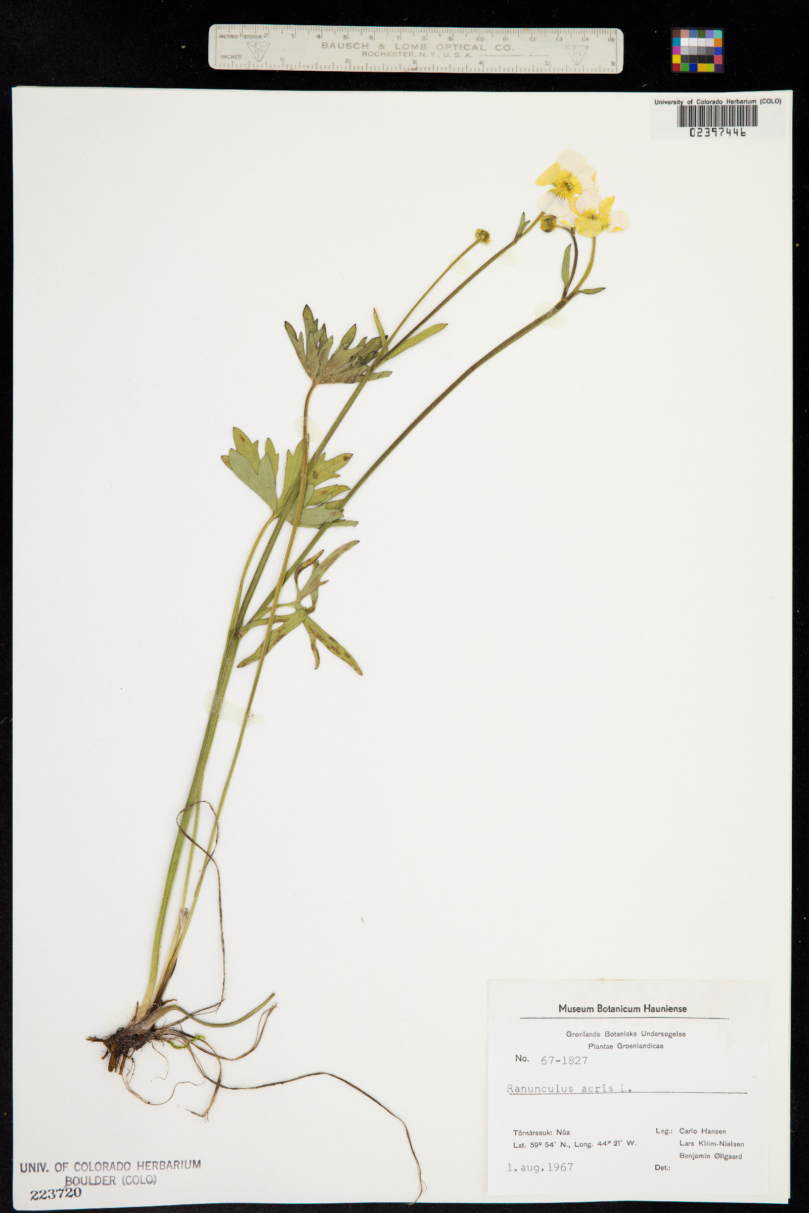 Ranunculus acris image