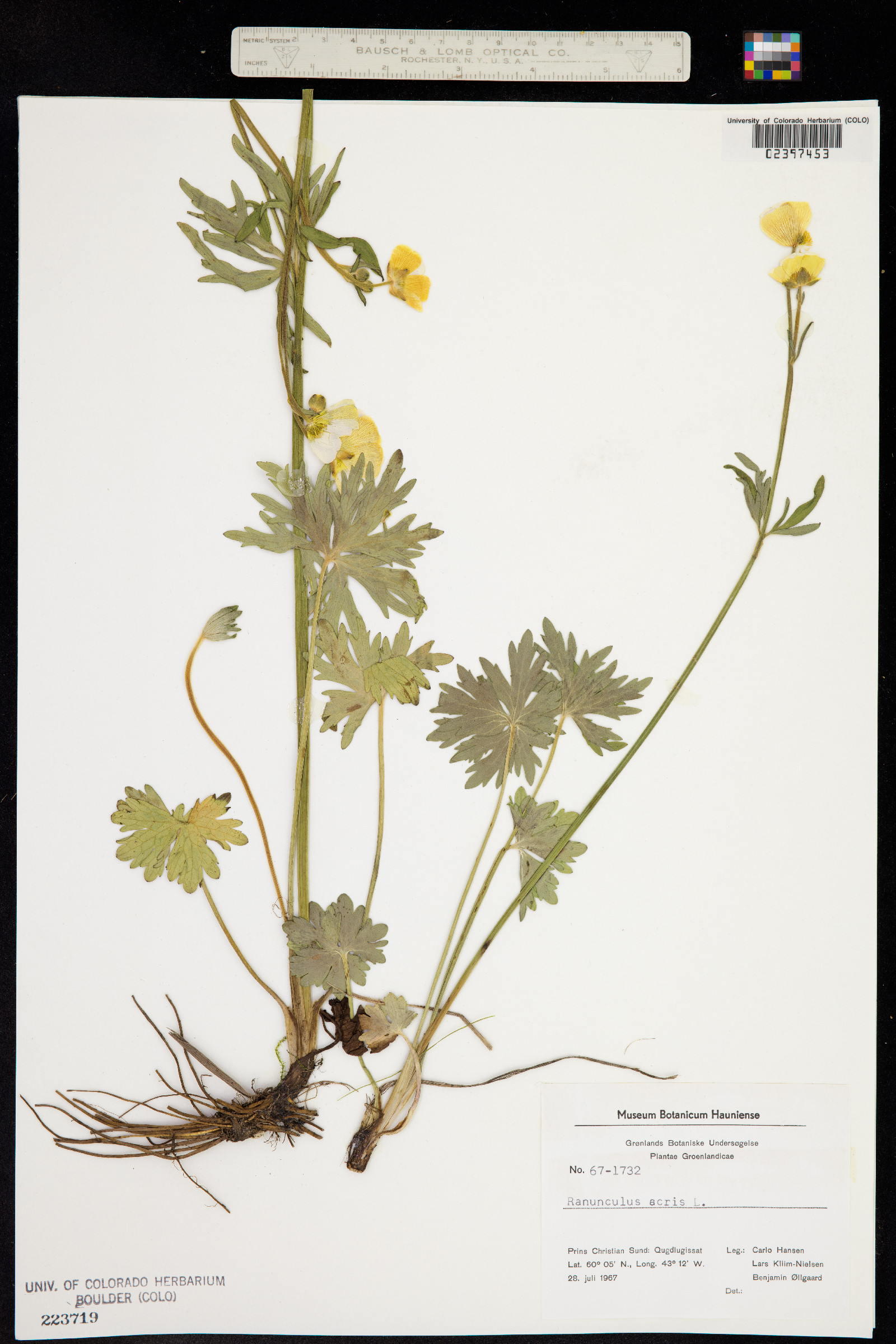 Ranunculus acris image