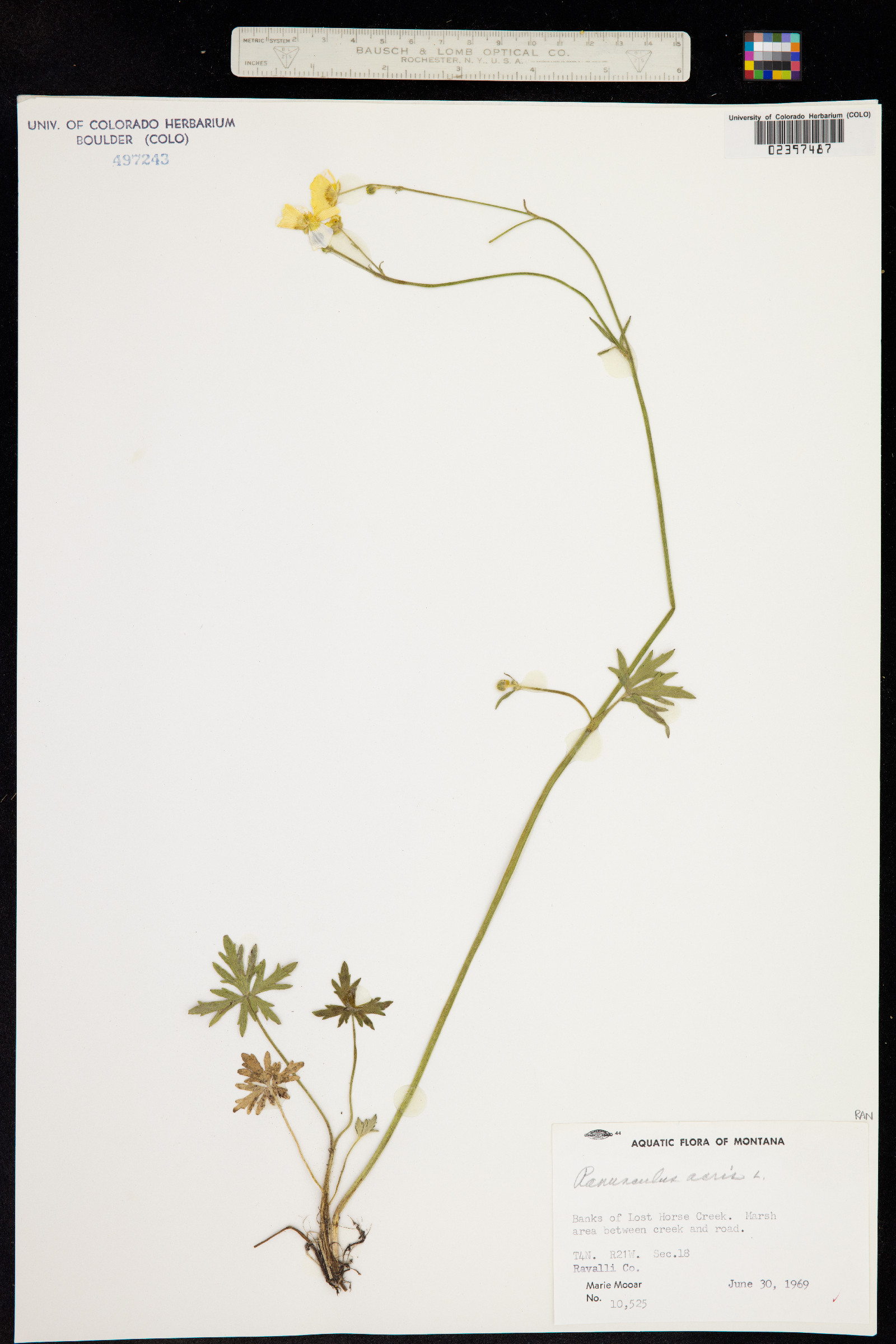 Ranunculus acris image