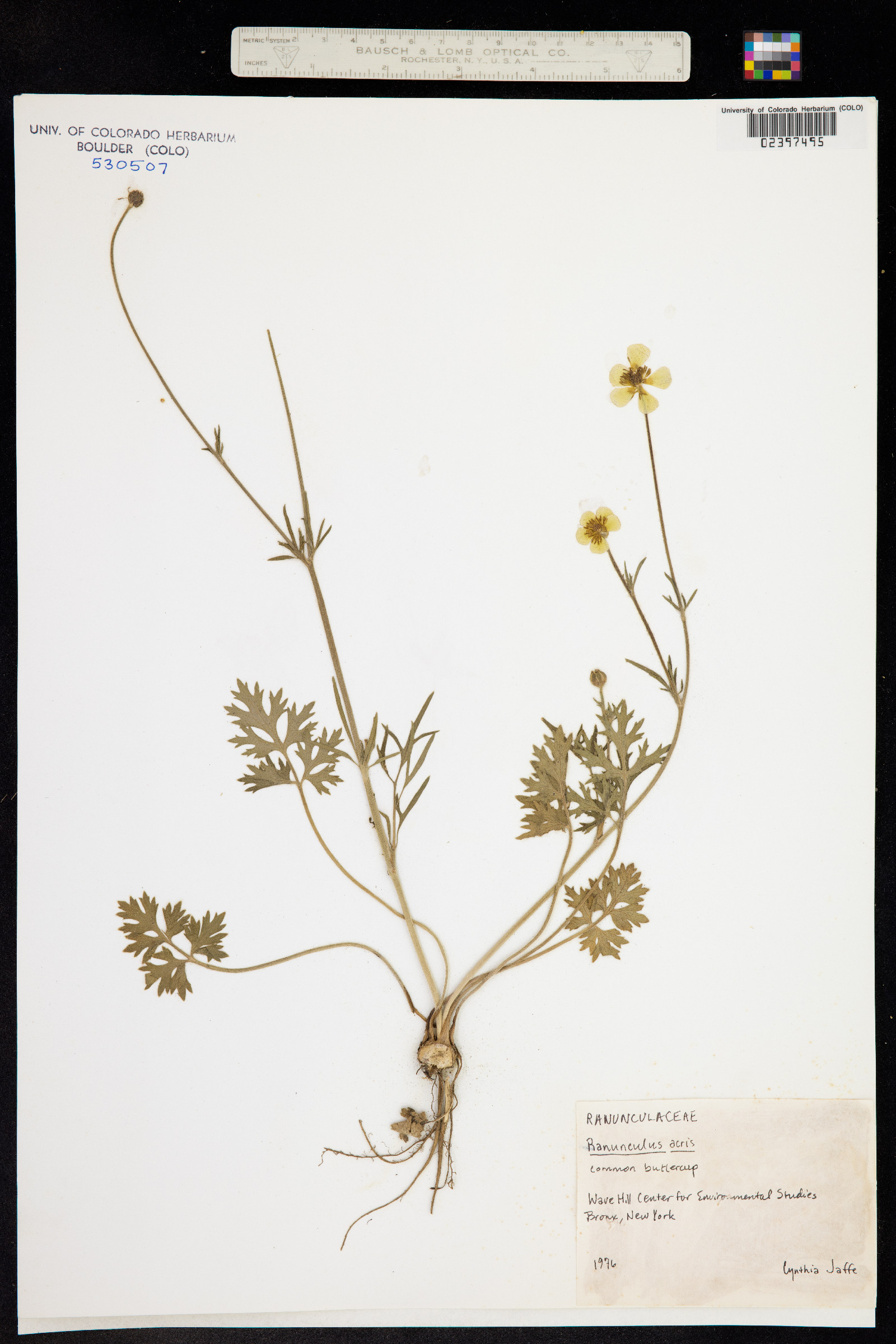 Ranunculus acris image