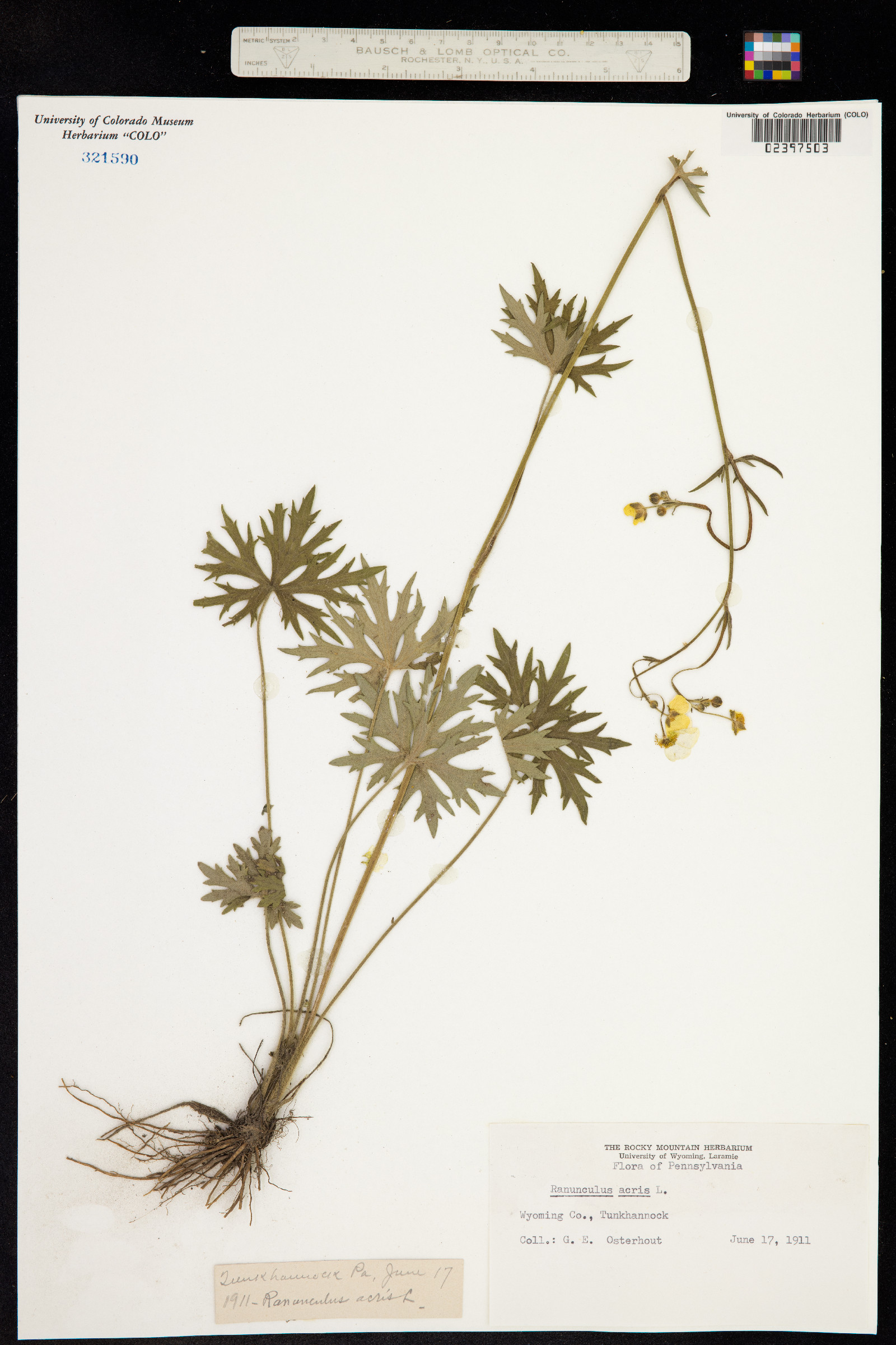 Ranunculus acris image