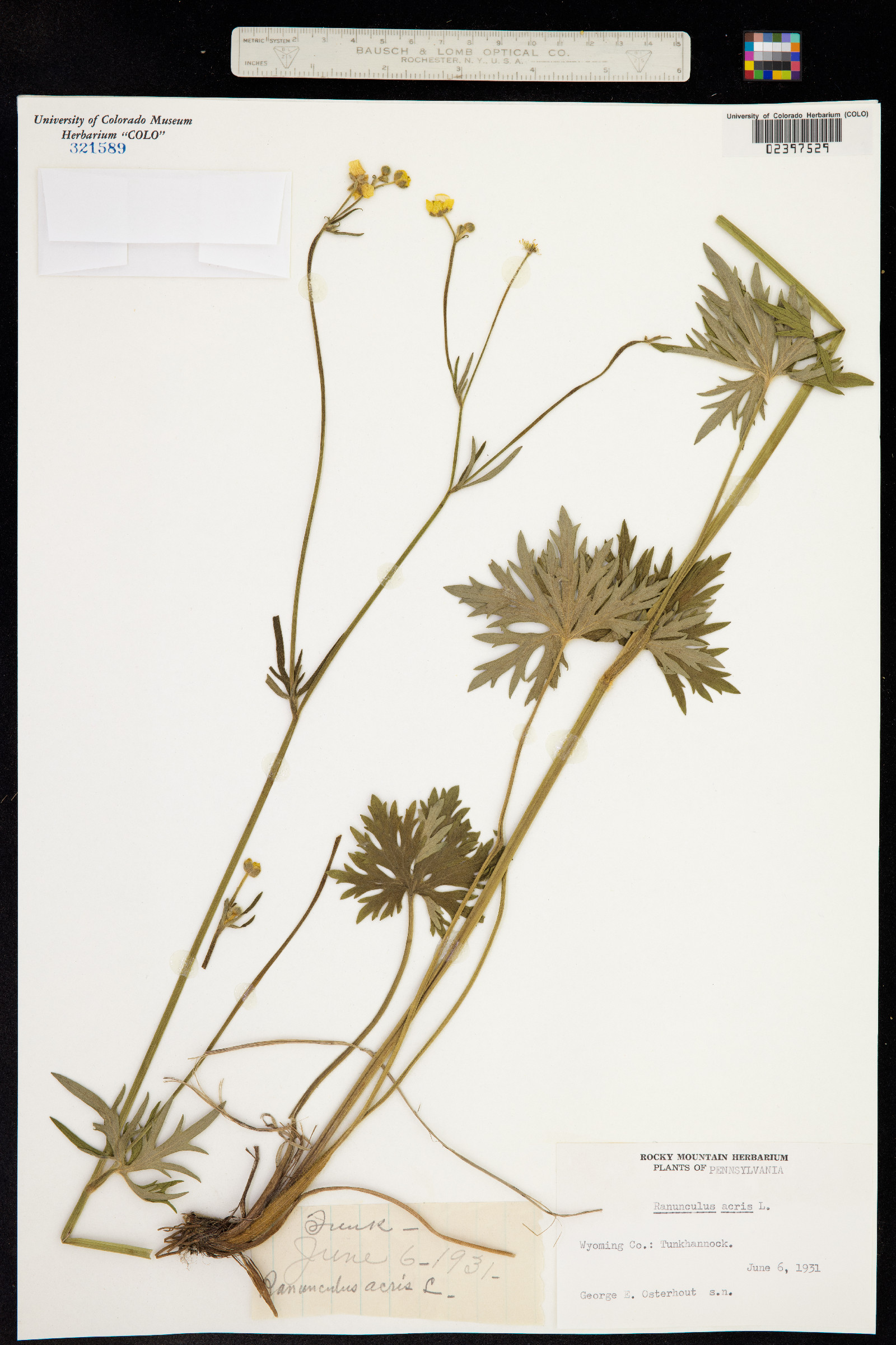 Ranunculus acris image