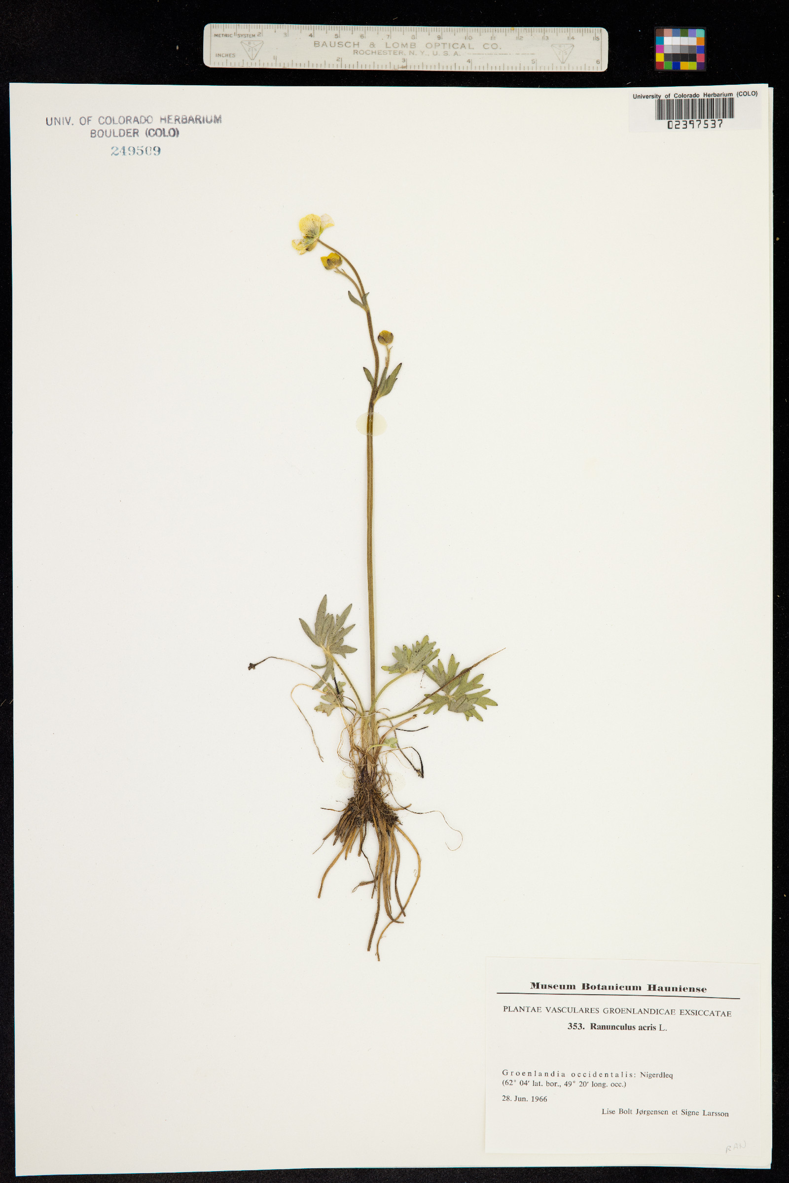 Ranunculus acris image