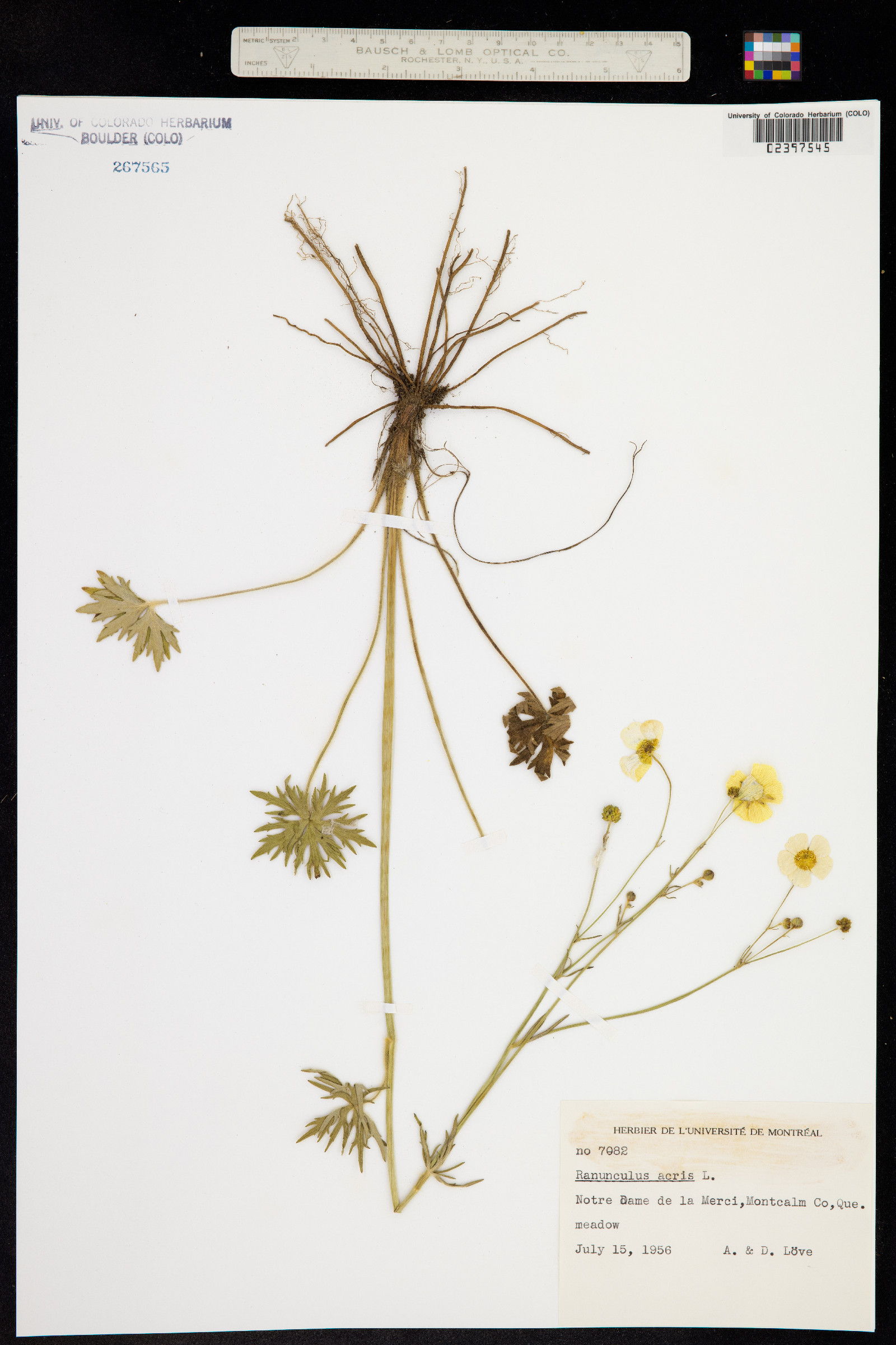 Ranunculus acris image