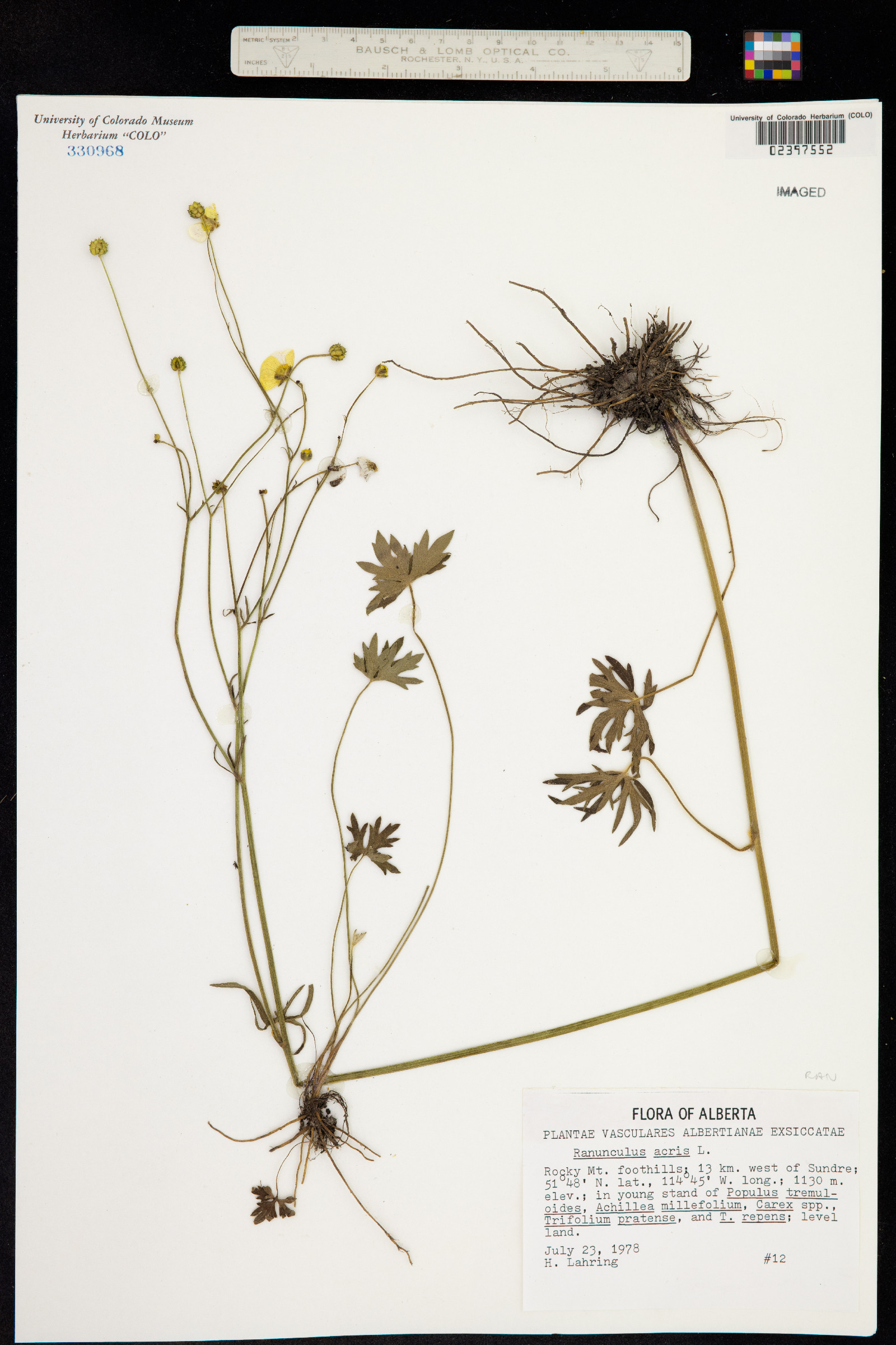 Ranunculus acris image
