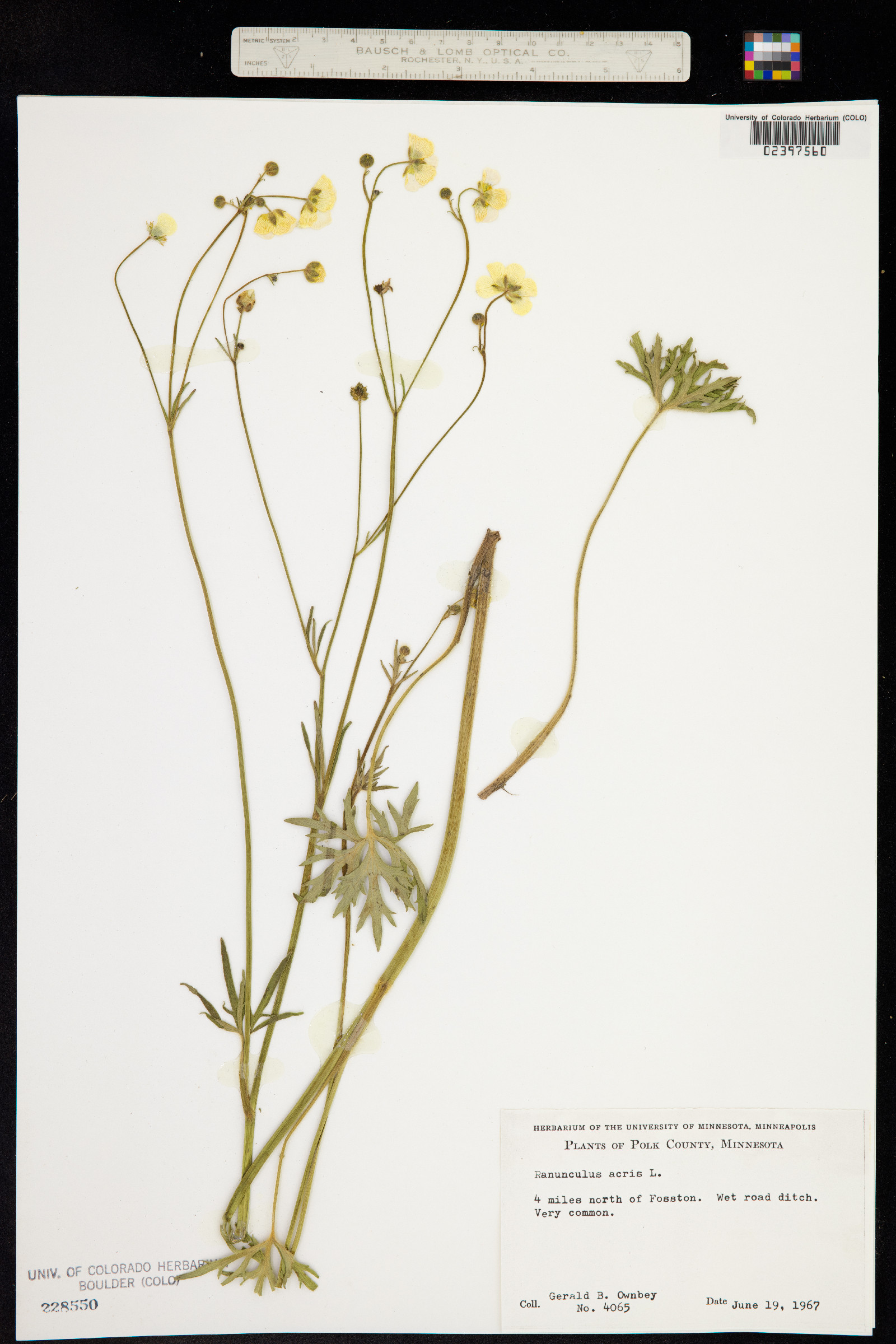 Ranunculus acris image