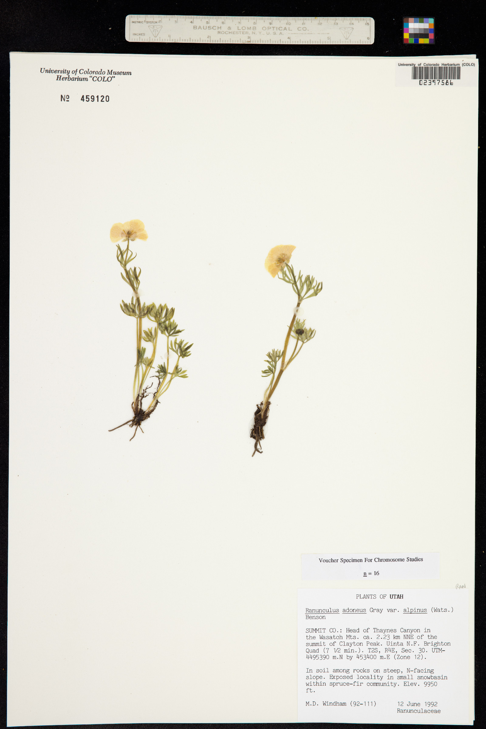Ranunculus adoneus image