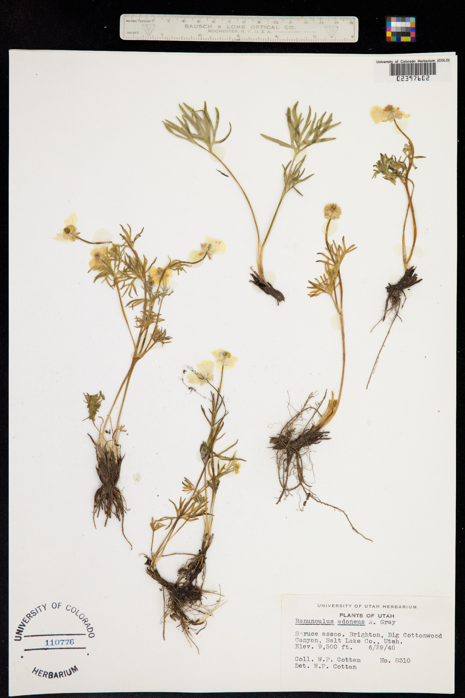 Ranunculus adoneus image