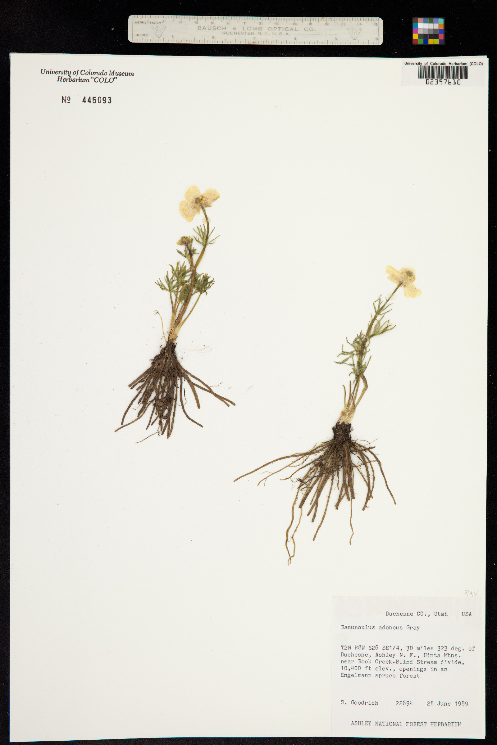 Ranunculus adoneus image