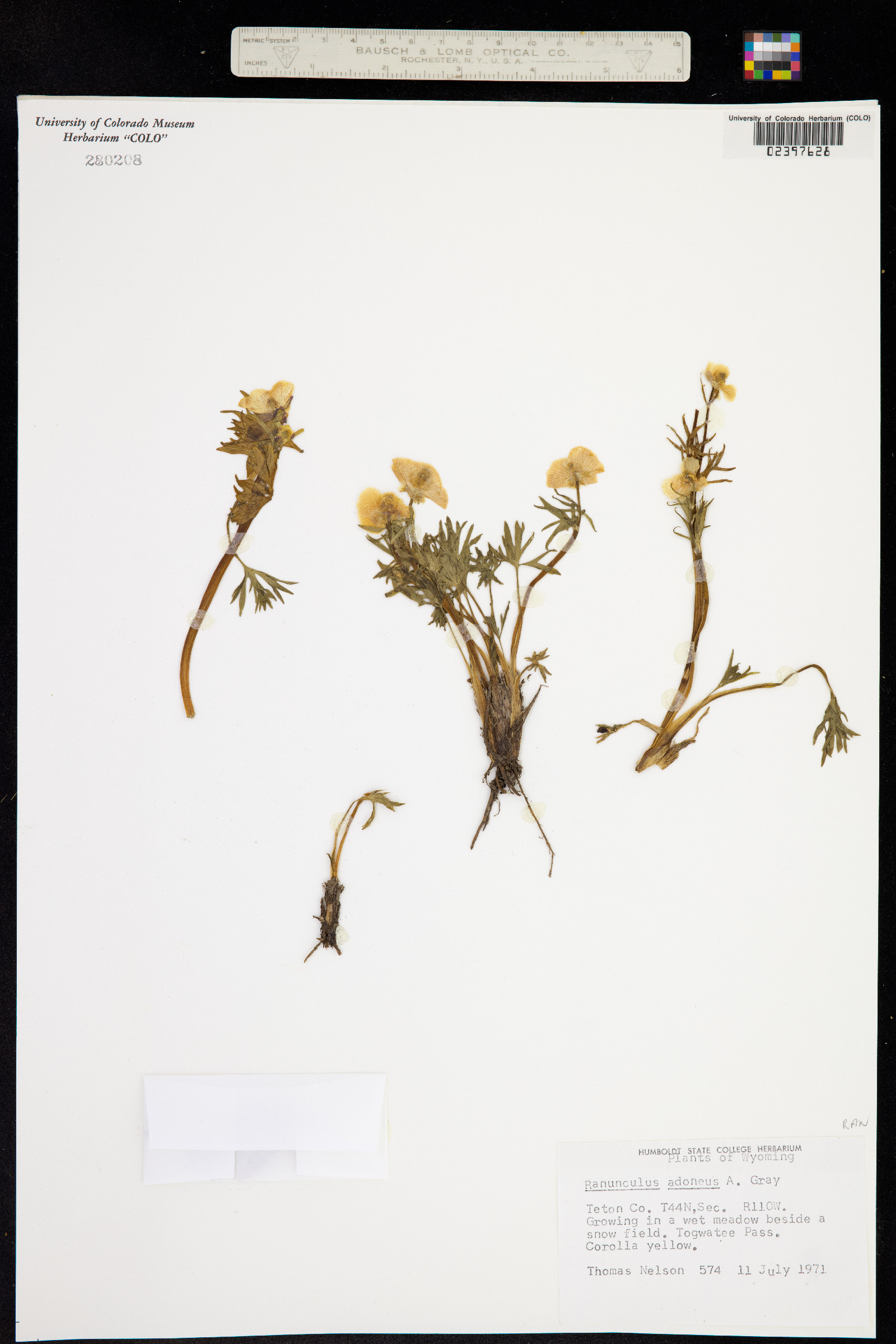 Ranunculus adoneus image