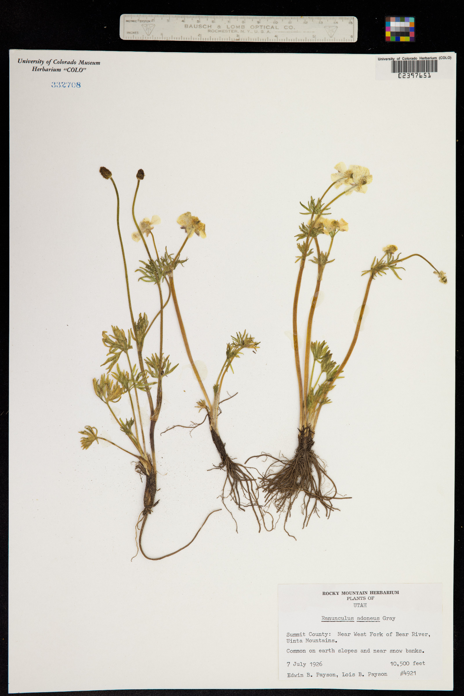 Ranunculus adoneus image