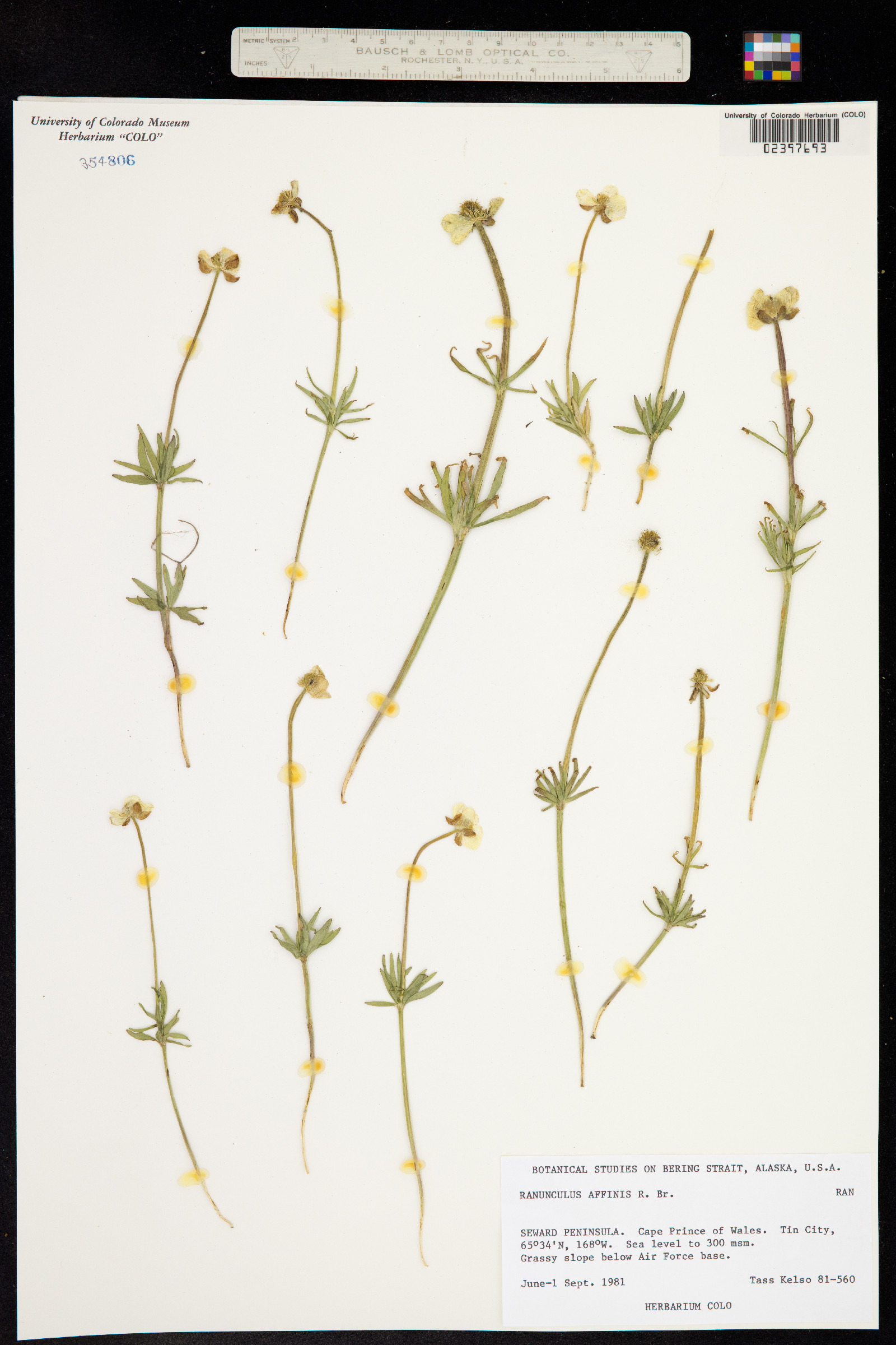 Ranunculus pedatifidus var. affinis image