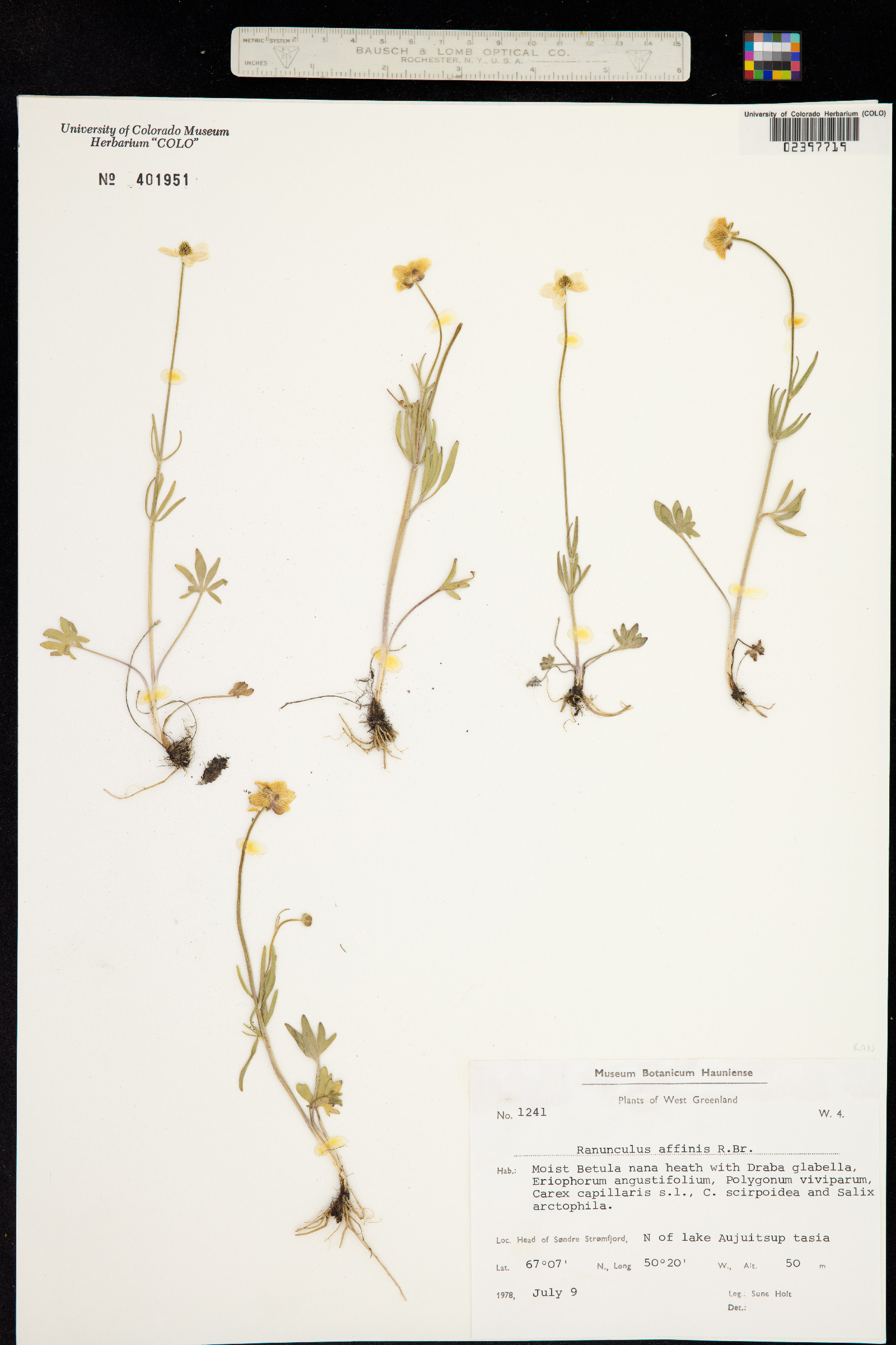 Ranunculus pedatifidus image