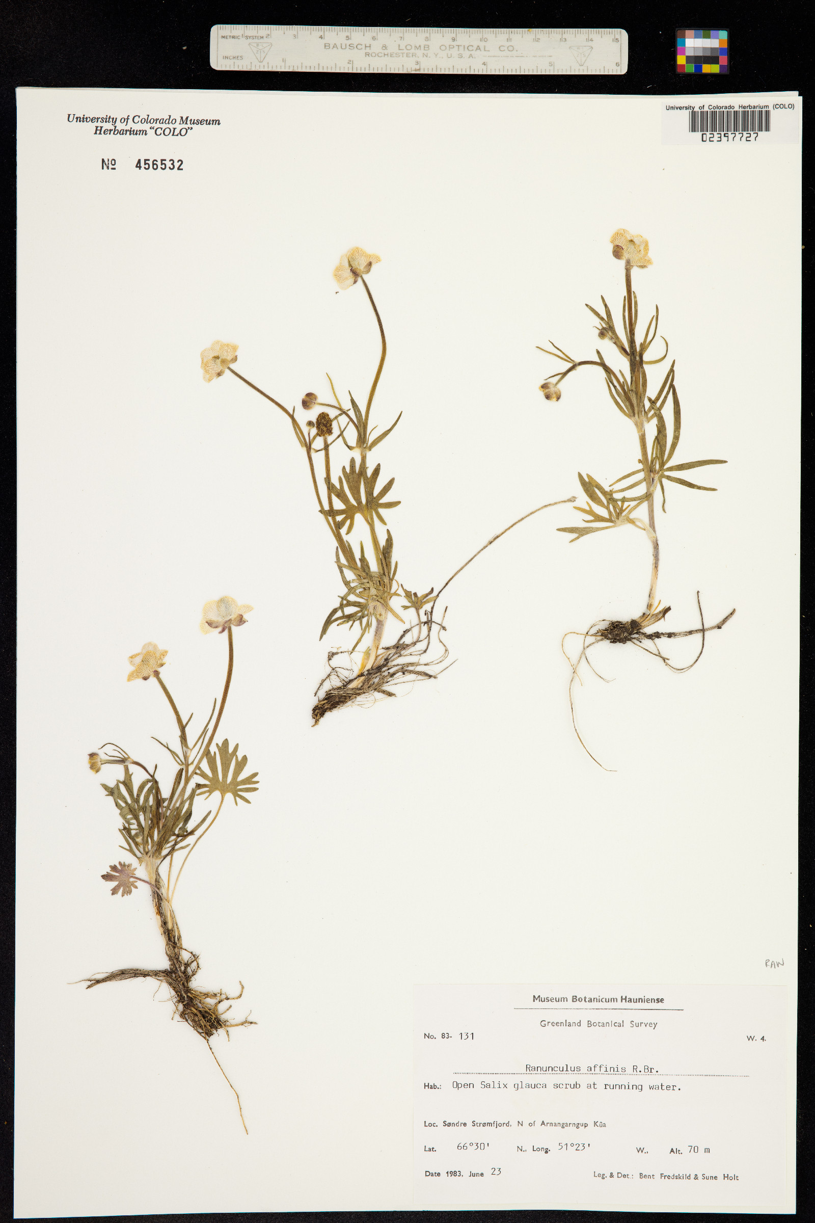 Ranunculus pedatifidus var. affinis image