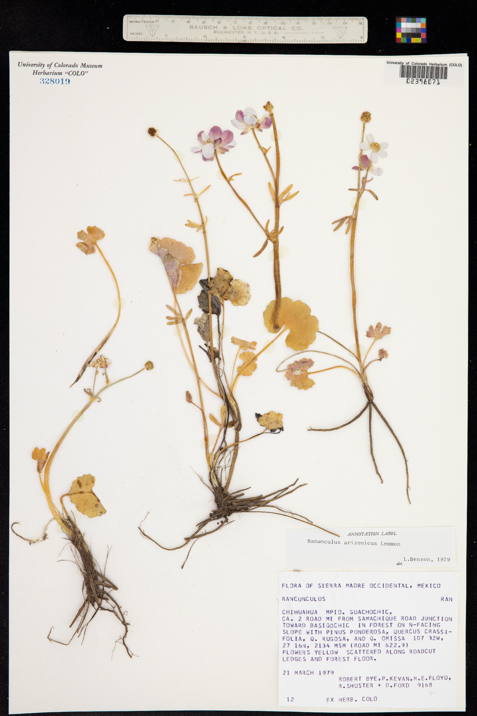 Ranunculus arizonicus image