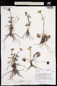 Ranunculus arizonicus image