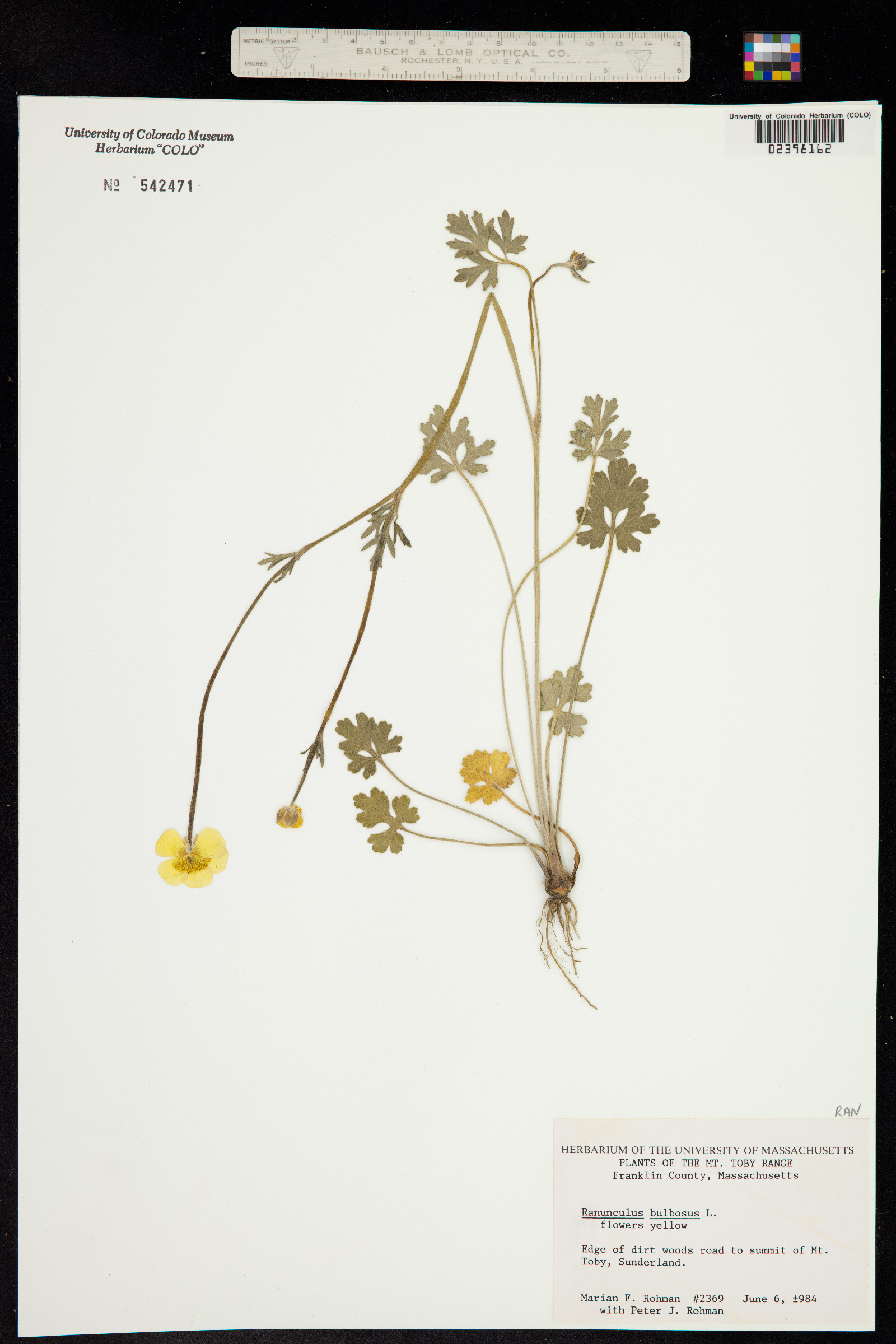 Ranunculus bulbosus image