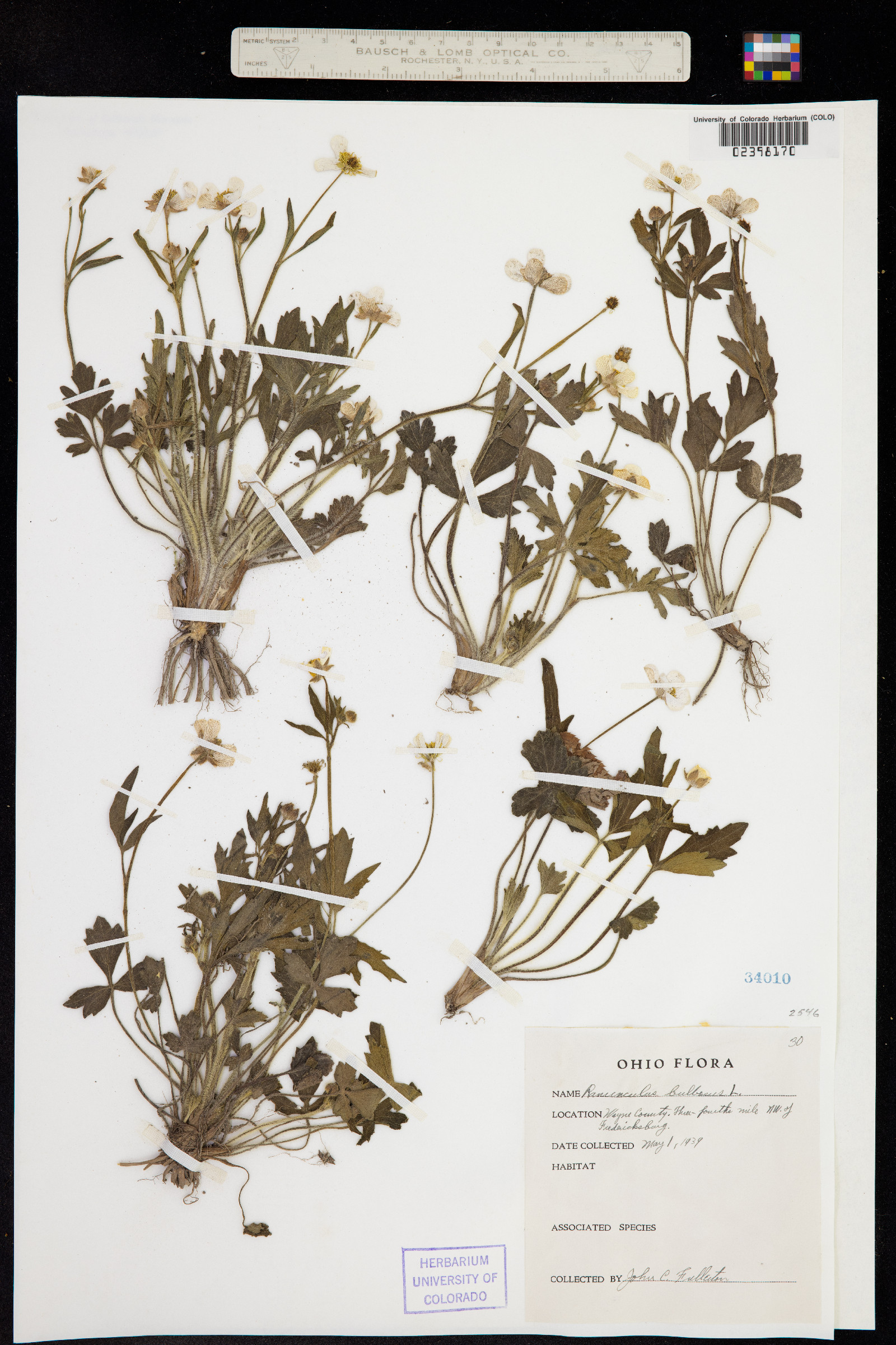 Ranunculus bulbosus image