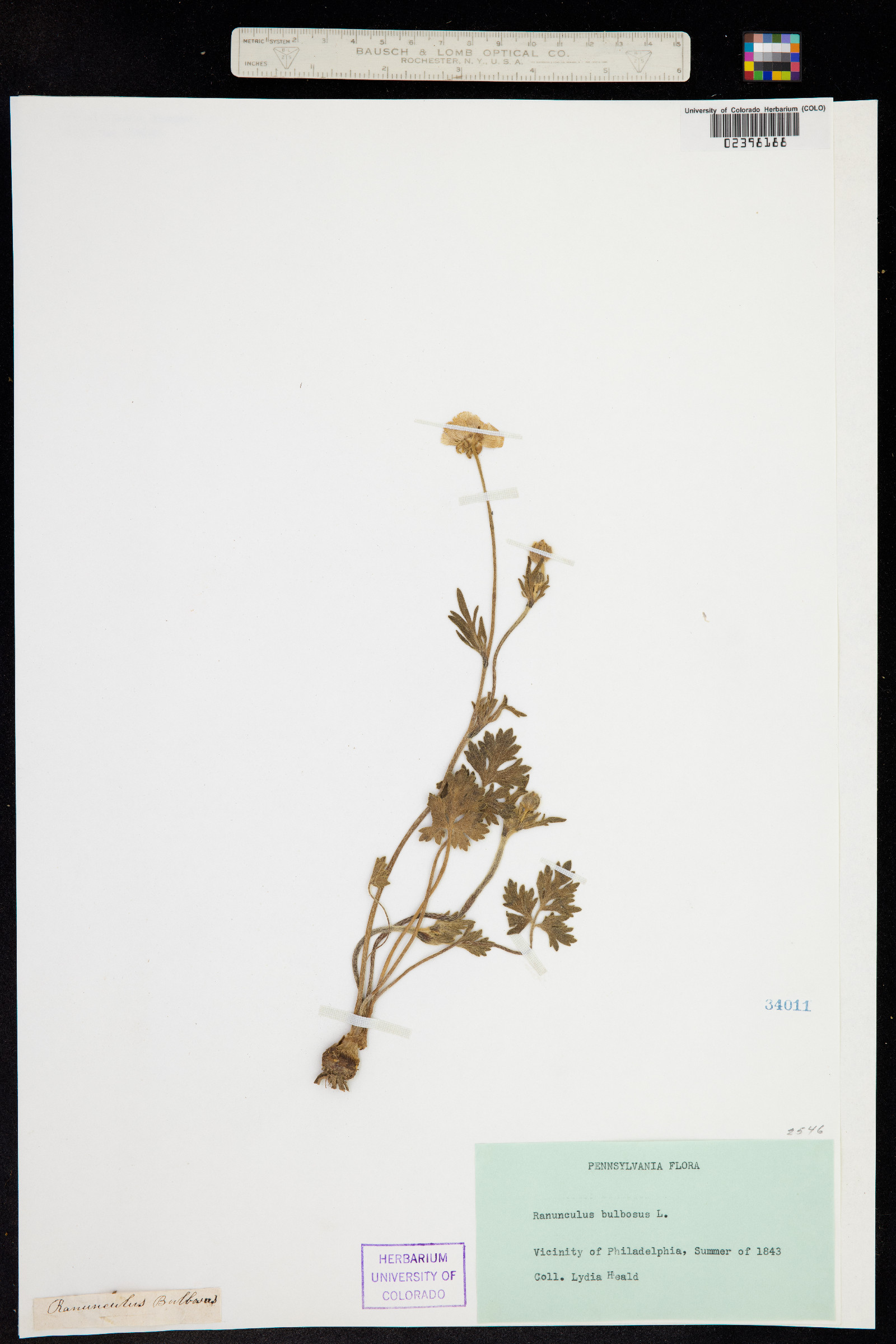 Ranunculus bulbosus image