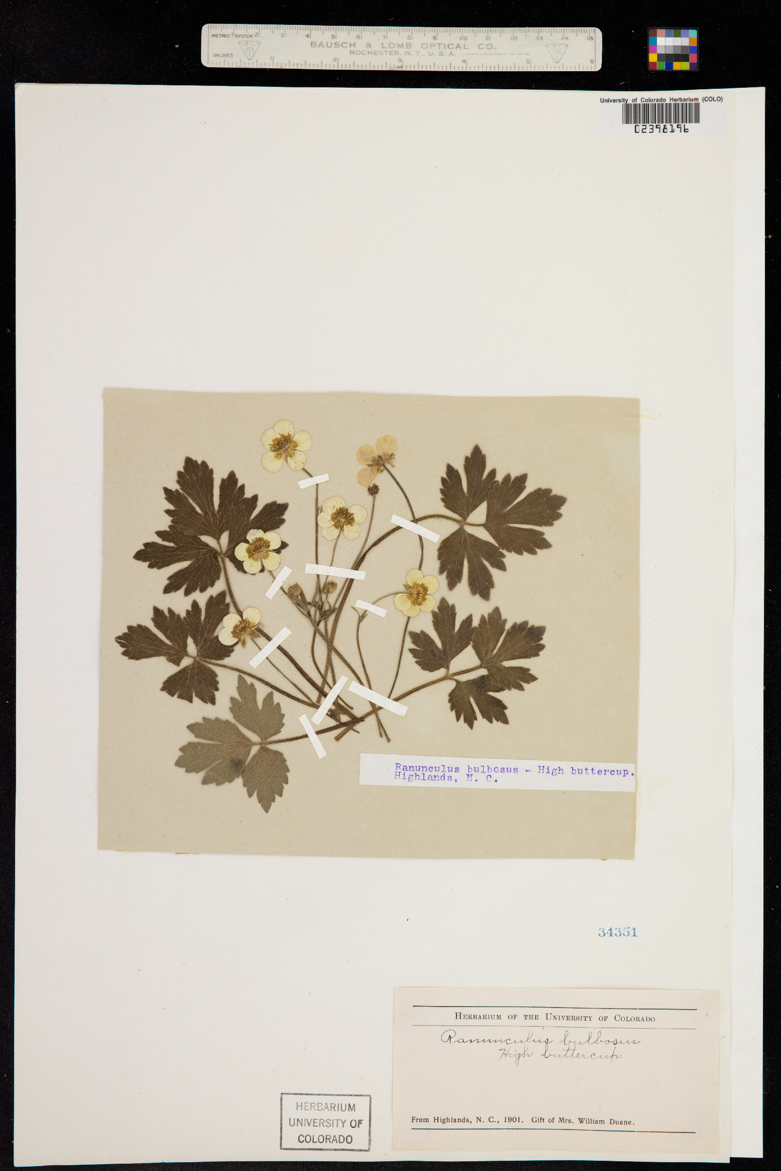Ranunculus bulbosus image